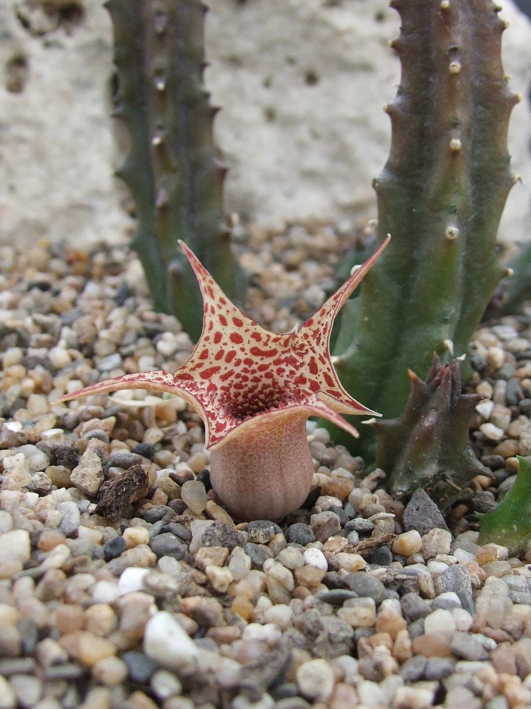 Huernia transvaalensis