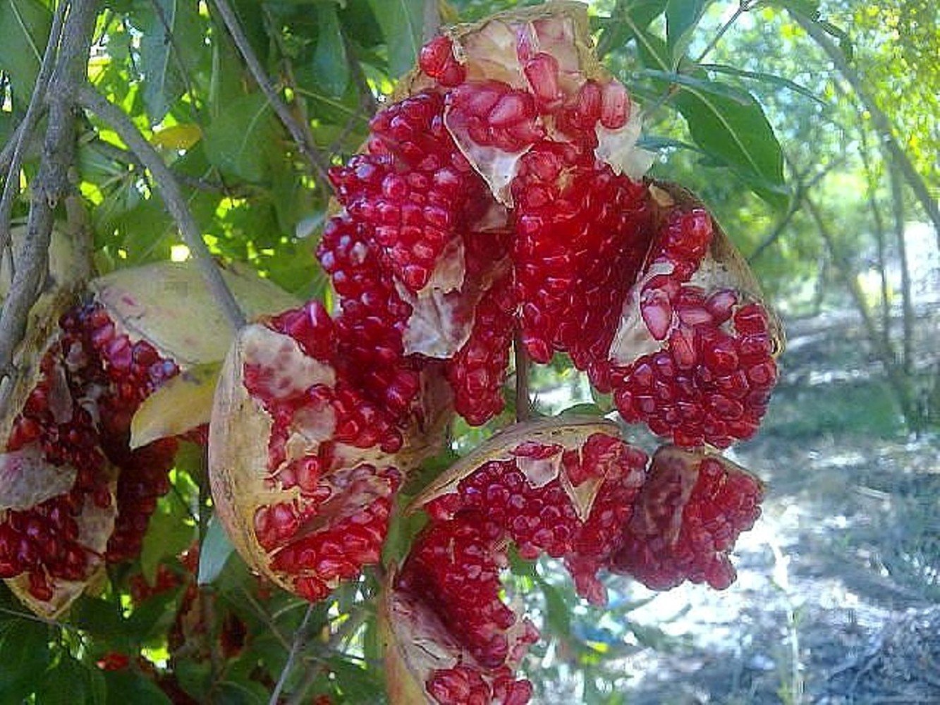 Гранат Punica granatum