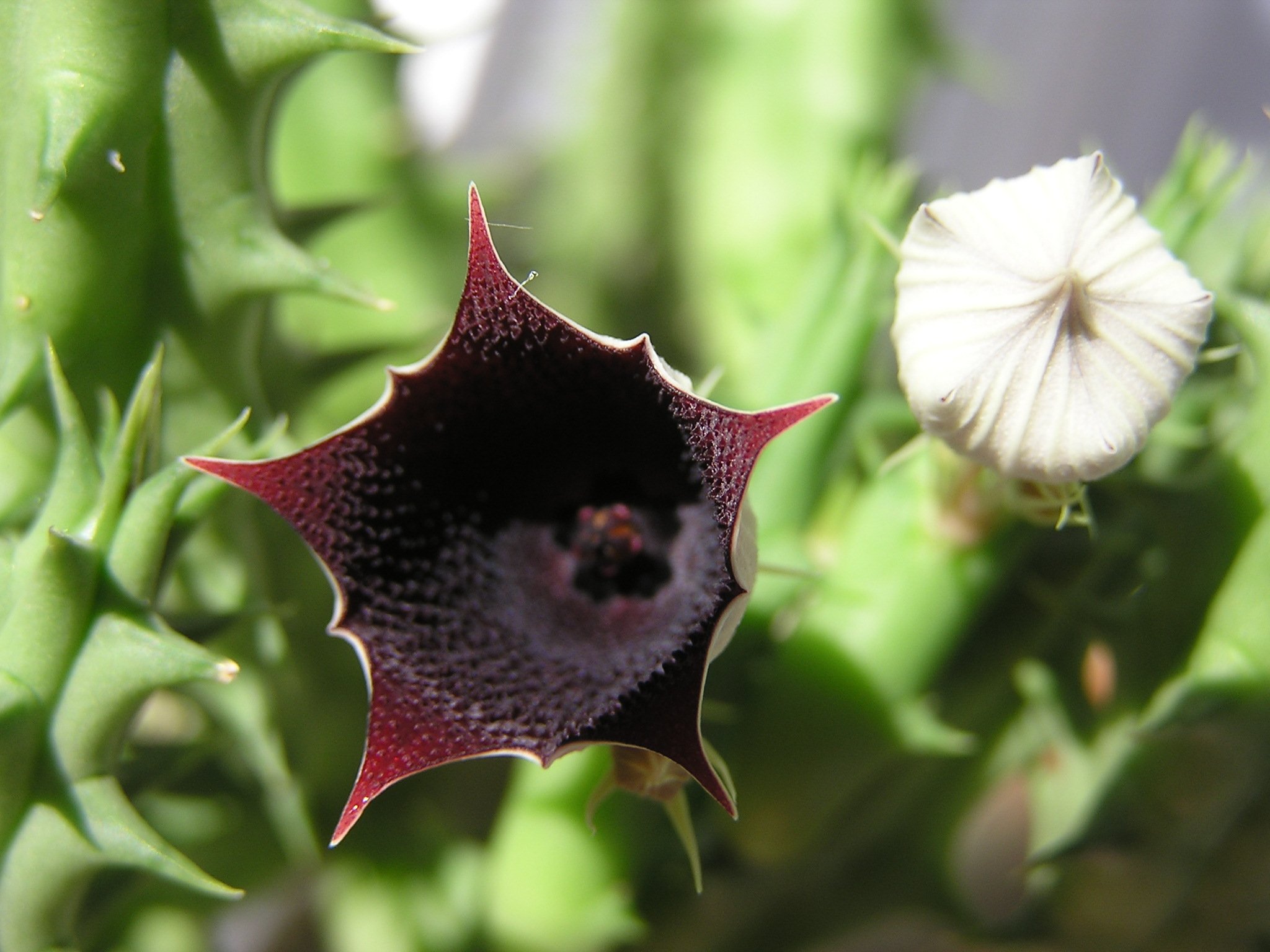 Гуэрния Кенийская (Huernia keniensis). Гуэрния зебрина. Huernia aspera. Гуэрния - Huernia.