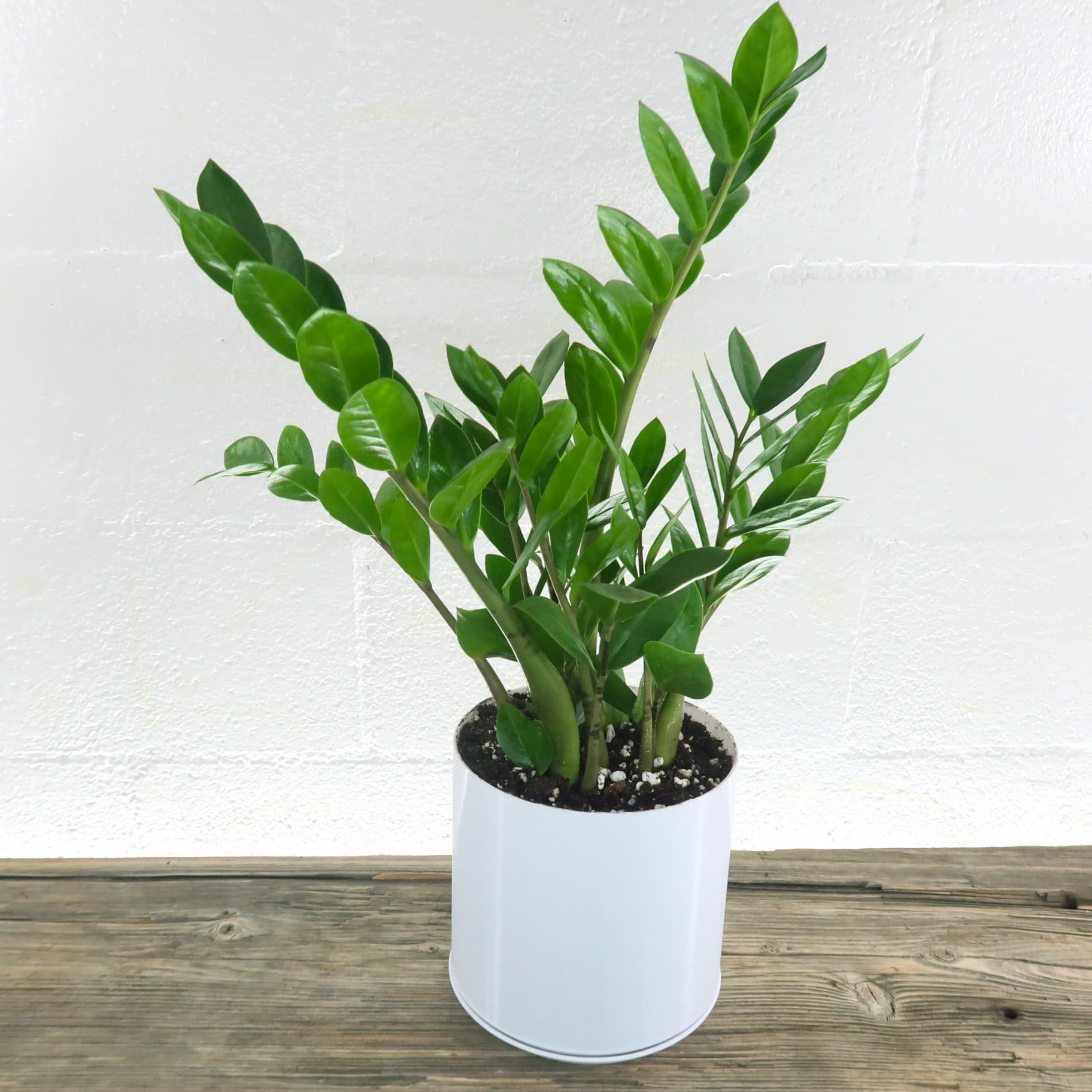 Папоротник душистый (Zamioculcas zamiifolia