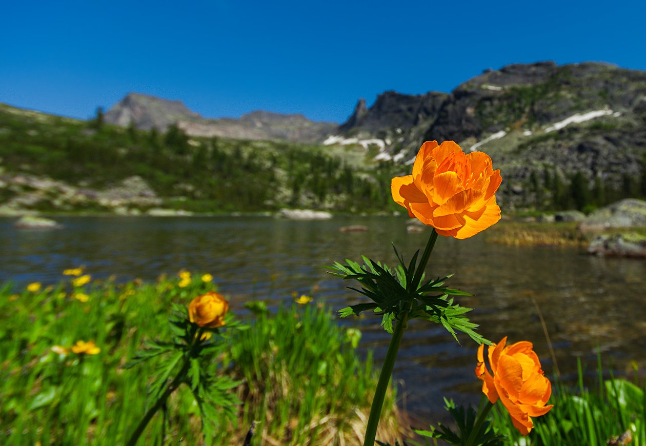 Купальница Байкальская