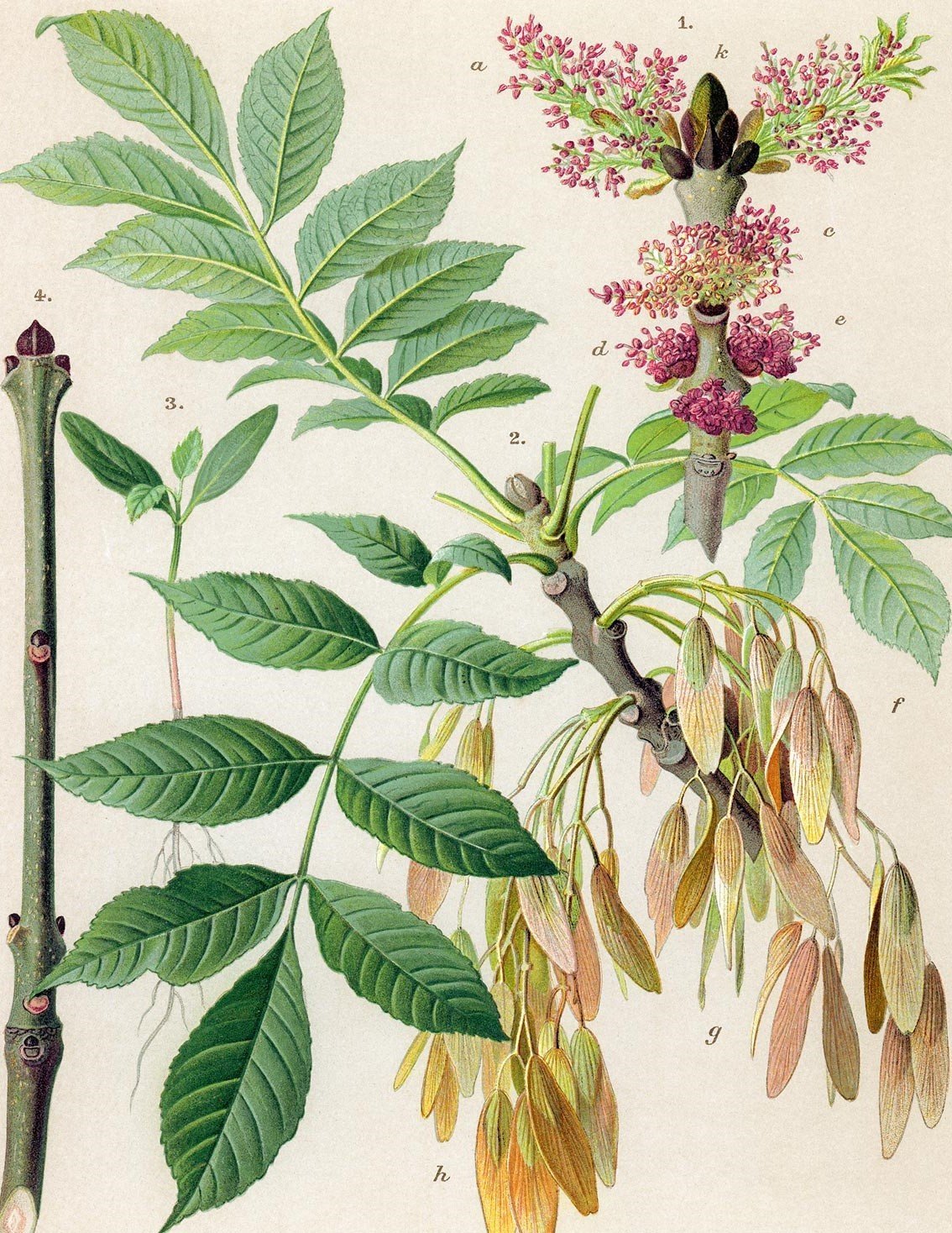 Листья и плоды цветов. Ясень обыкновенный Fraxinus Excelsior. Ясень обыкновенный Fraxinus Excelsior семена. Fraxinus Excelsior цветы. Ясень маньчжурский гербарий.