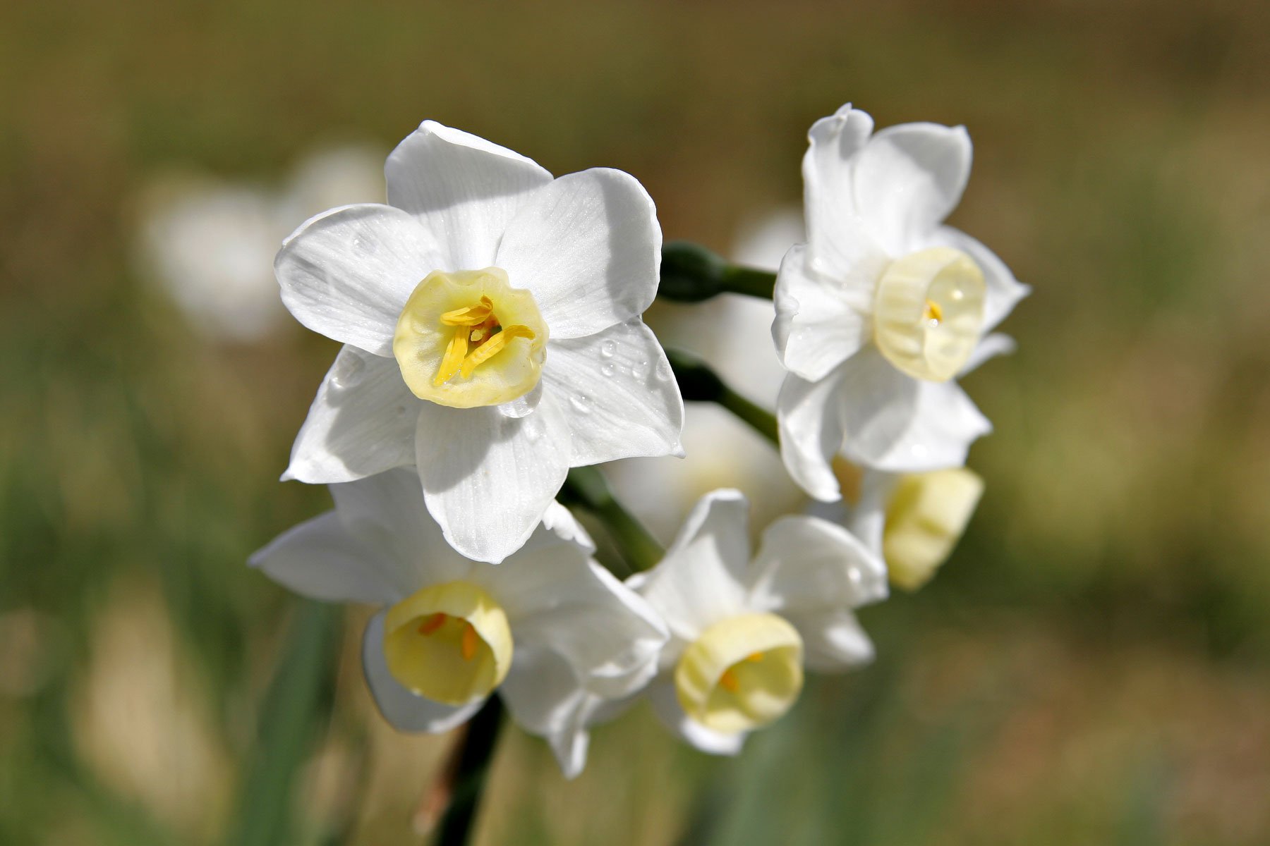 6 flowers. Jonquil. Жонкиль цветок. Нарцисс покрытосеменное растение. Цветы для украшения yfhwscs.