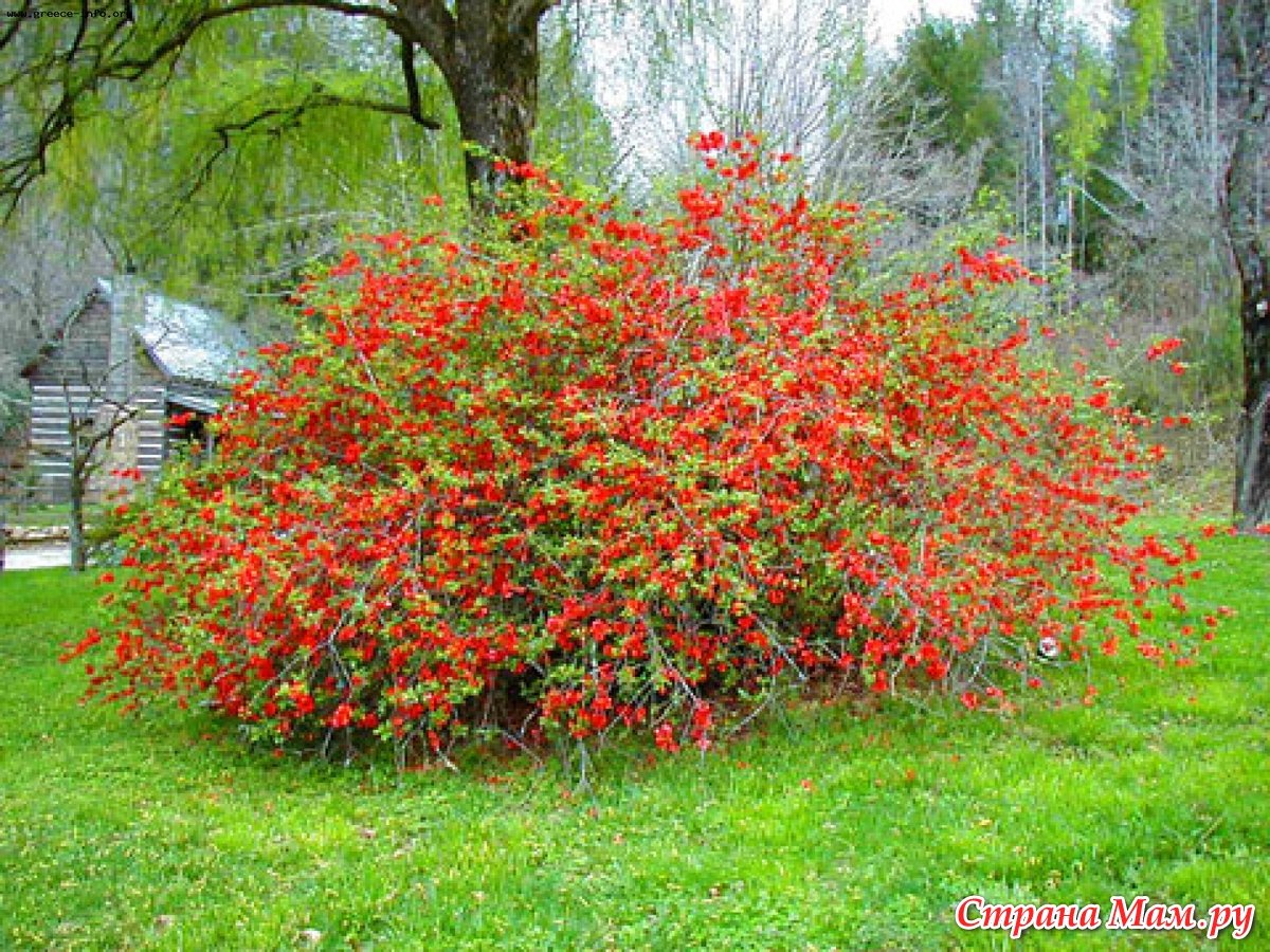 Японские кустарники фото. Айва японская Chaenomeles japonica. Айва декоративная кустарник. Айва японская Барбарис кусты декоративные. Айва японская высота.