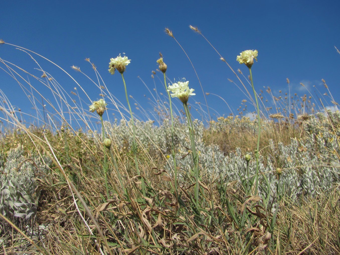 Краснодарские растения. Головчатка Уральская. Cephalaria uralensis. Степная растительность Краснодарского края. Степные растения Кубани.