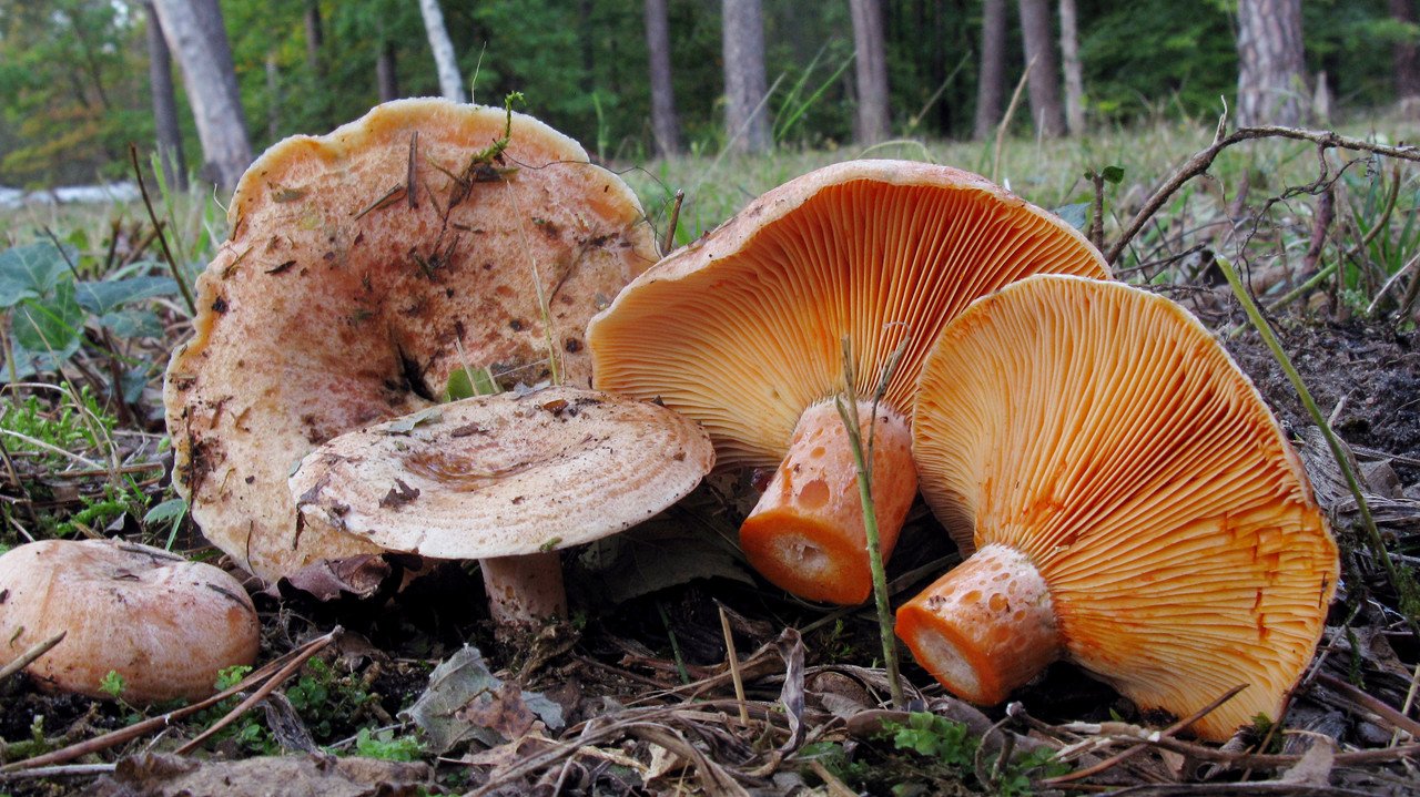 Рыжики в сентябре. Рыжик Сосновый/Боровой (Lactarius deliciosus);. Царский гриб Рыжик. Рыжики грибы Царский гриб. Королевский Рыжик гриб.