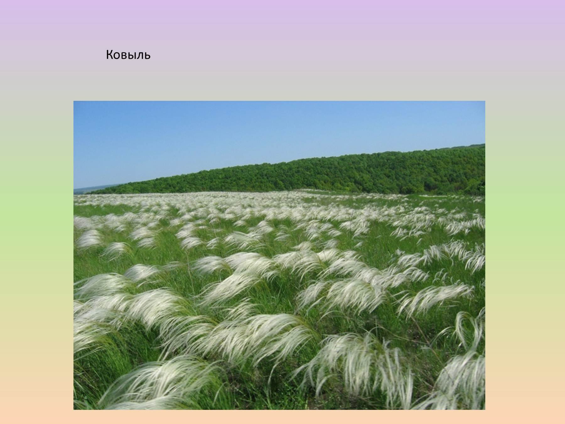 Зоны лесостепей и степей растения. Ковыль-волосатик. Растения степи ковыль. Оренбургский ковыль. Оренбургская степь ковыль.