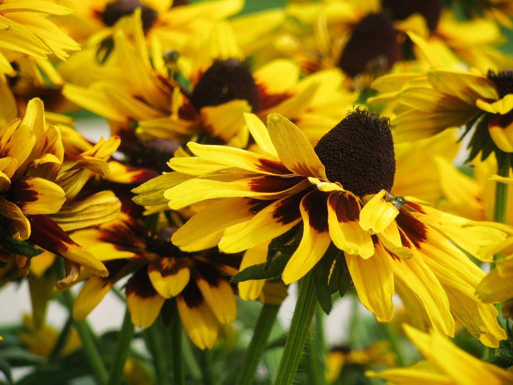 Желтые цветы с коричневой серединкой название фото