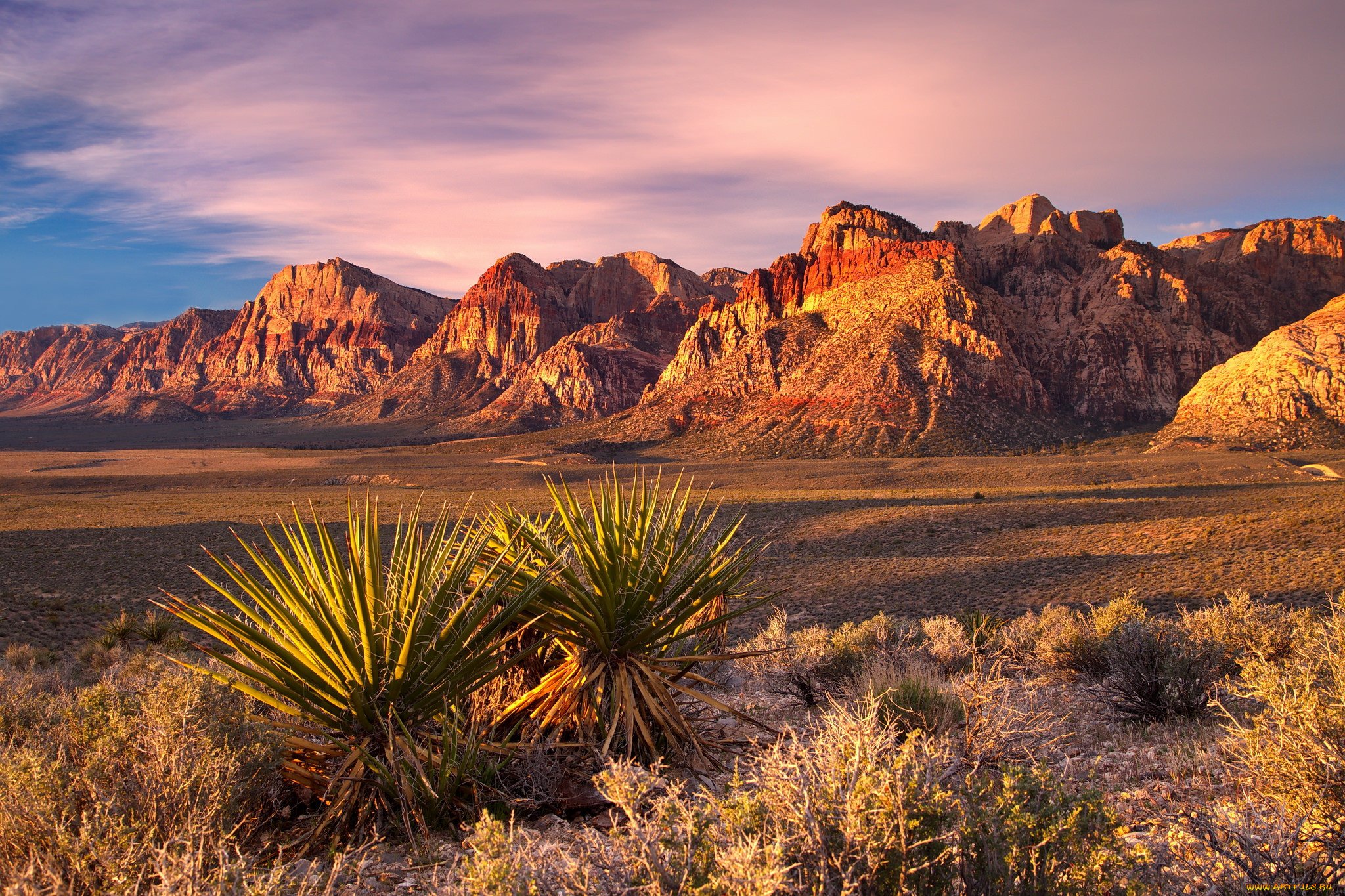 Природные объекты мексики. Агавы(пустыня Сонора). Нью Мексико пустыня Чиуауа. Пустыня Аризона. Аризона Агава.