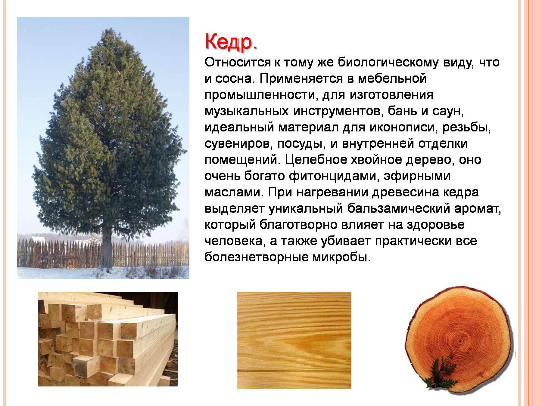 В растительном покрове преобладают хвойные породы деревьев. Лиственные породы древесины? Сосна пихта бук кедр дуб. Сосна лиственница и кедр древесины. Кедр древесина. Древесина хвойных используется для производства материалов.