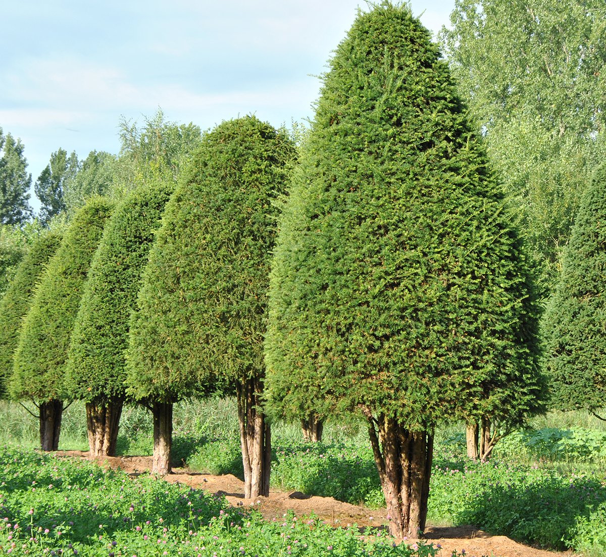 Фото хвойных пород. Тисс Taxus baccata. Тис ягодный дерево. Тис ягодный Бакката. Дерево хвойник тис.