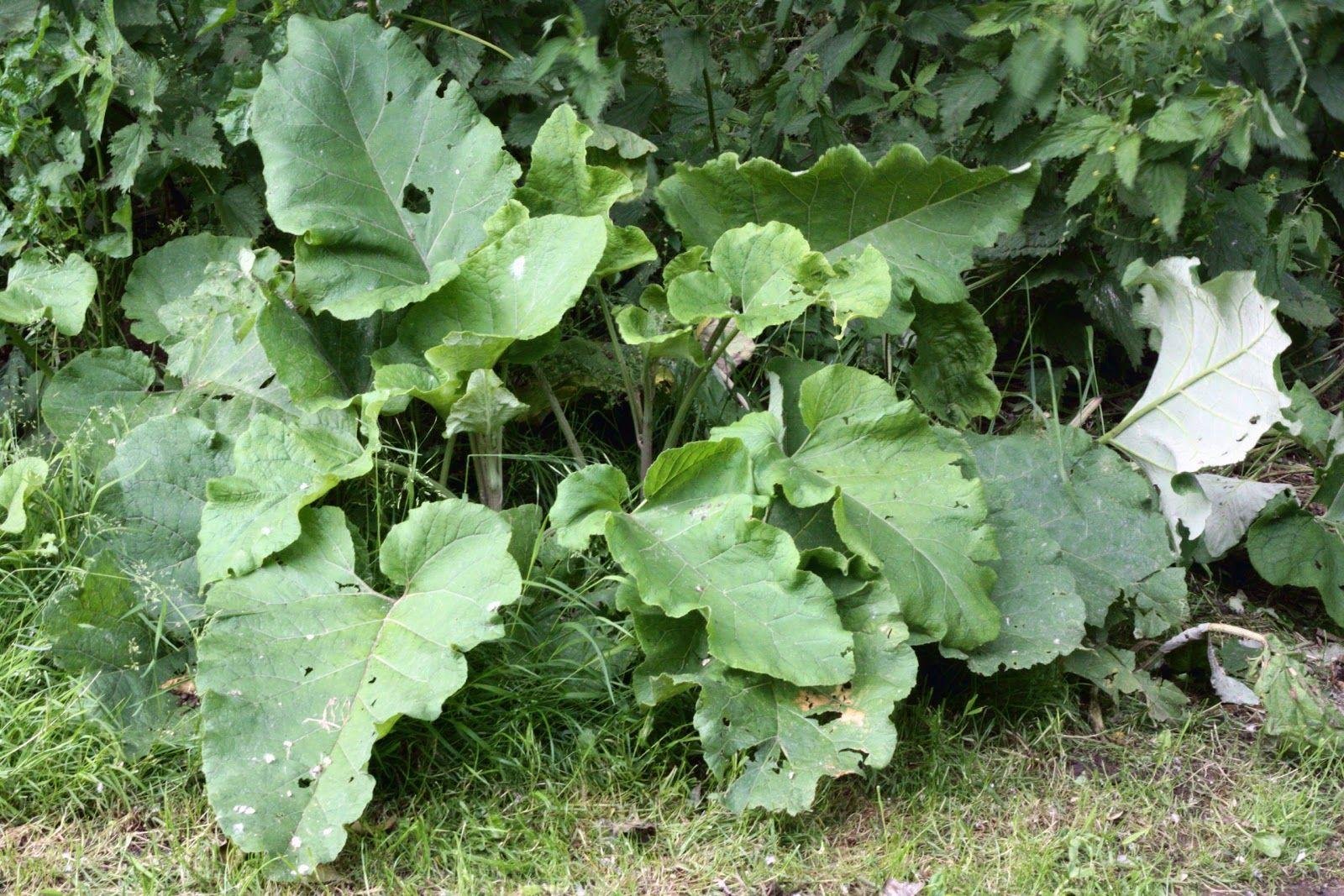 Лопух большой Arctium Lappa l