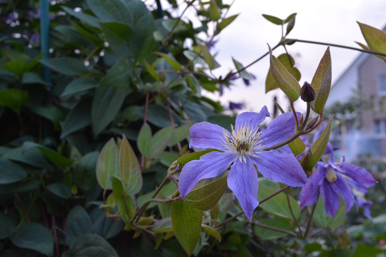 Клематисы - Clematis - Źródło Dobrych Pnączy