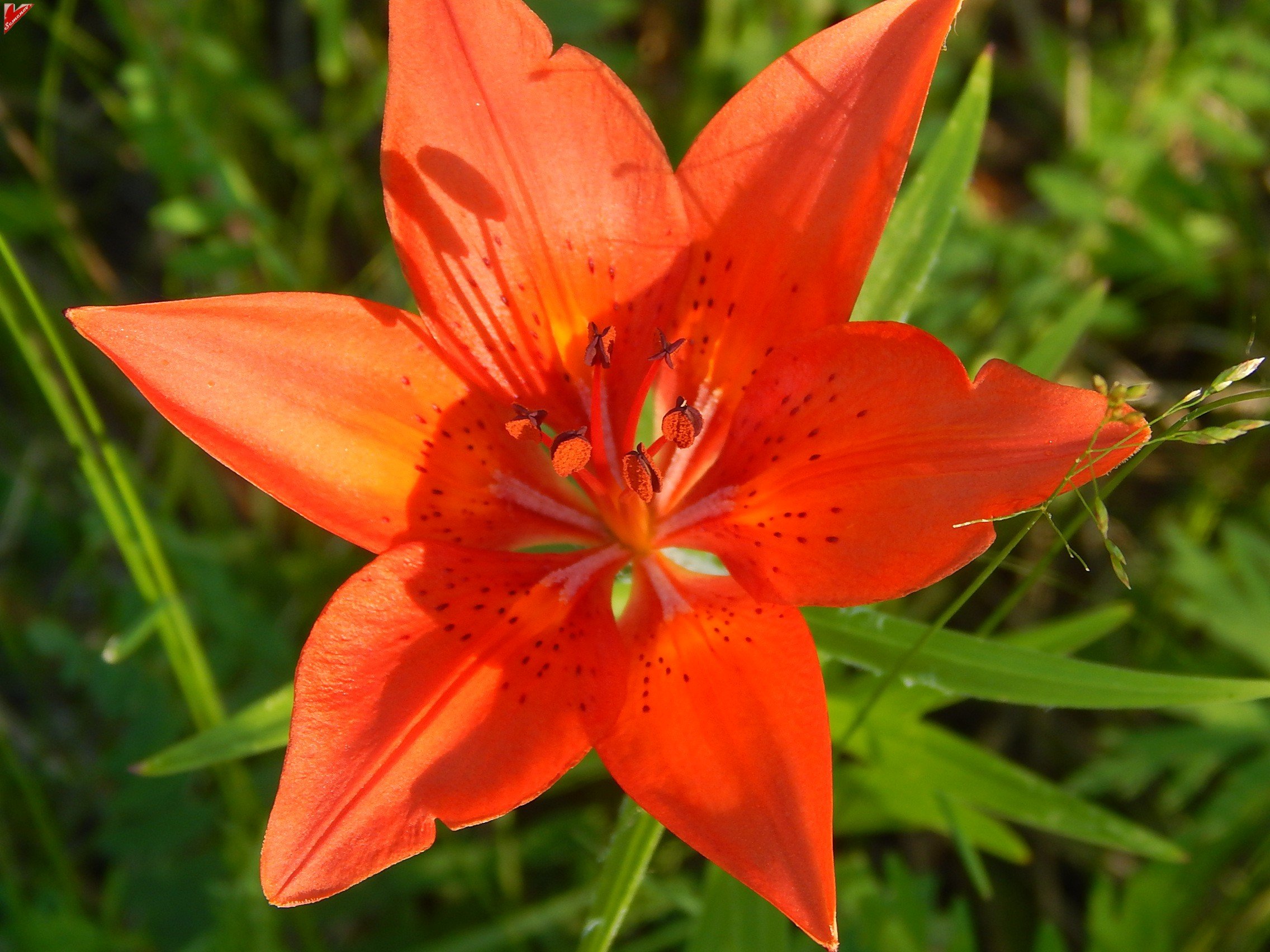 Сардана цветок якутии - 74 фото