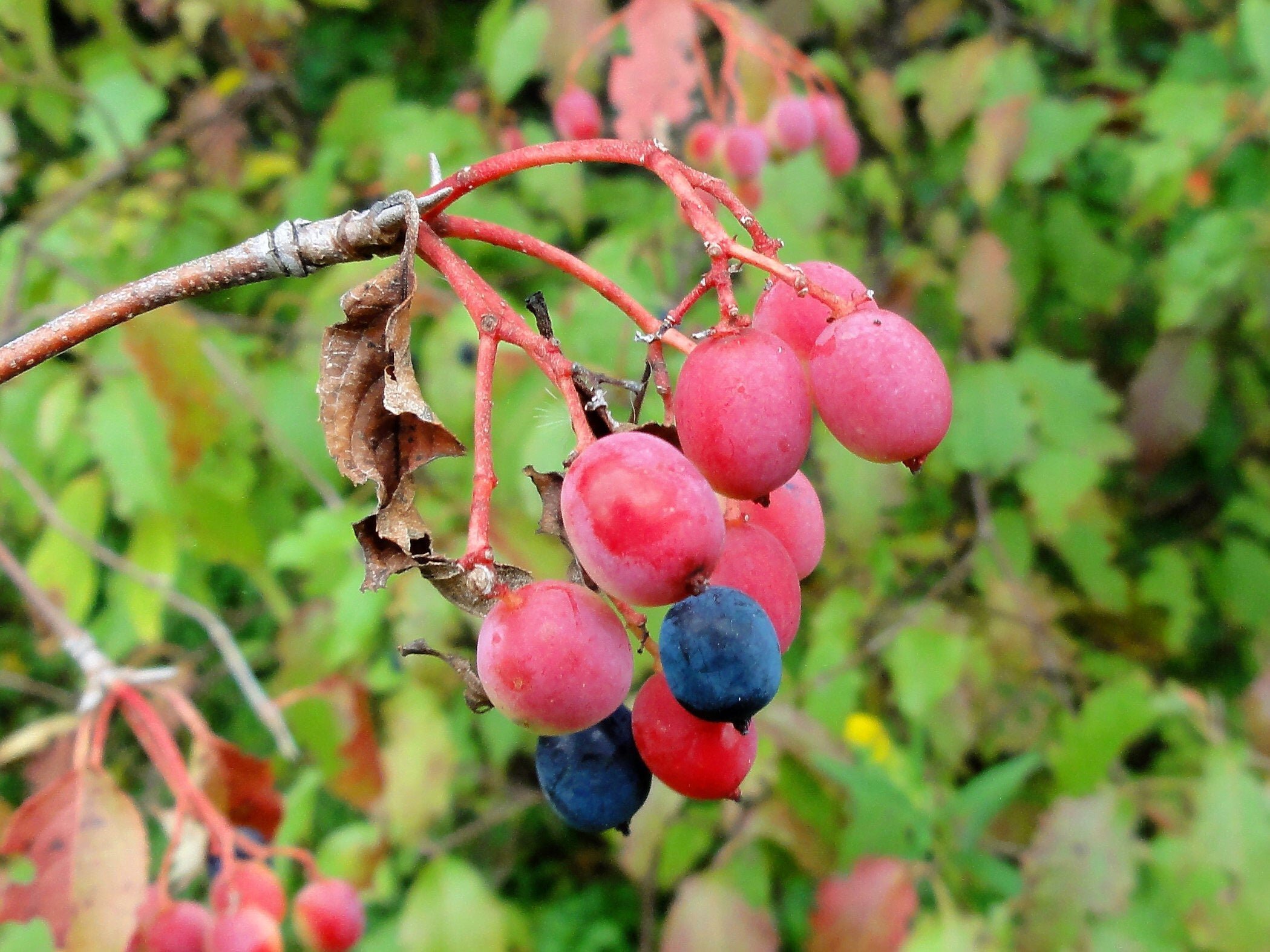 Серые ягоды. Viburnum lentago. Кустарники со съедобными ягодами. Розовые ягоды. Куст розовые ягоды съедобные.