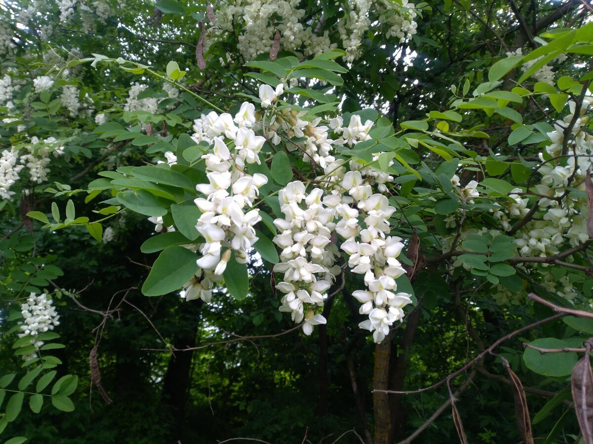 Акация белая кустарник