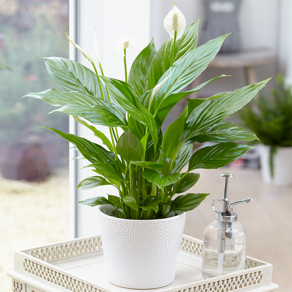 Спатифиллум (Peace Lily). Спатифиллум Верди. Спатифиллум Уоллиса (Spathiphyllum wallisii).