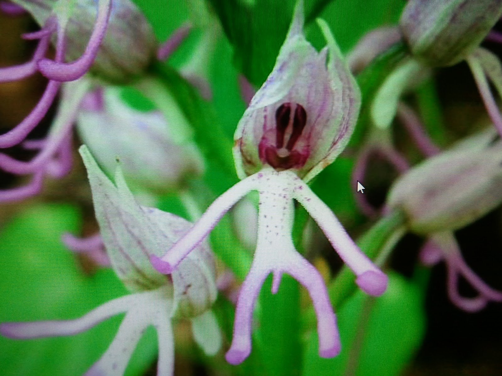 Жизнь похож на цветок. Орхидея ятрышник итальянский. Ятрышник Обезьяний Орхидея. Ятрышник итальянский (Orchis Italica). Орхидея Обезьянья Дракула.