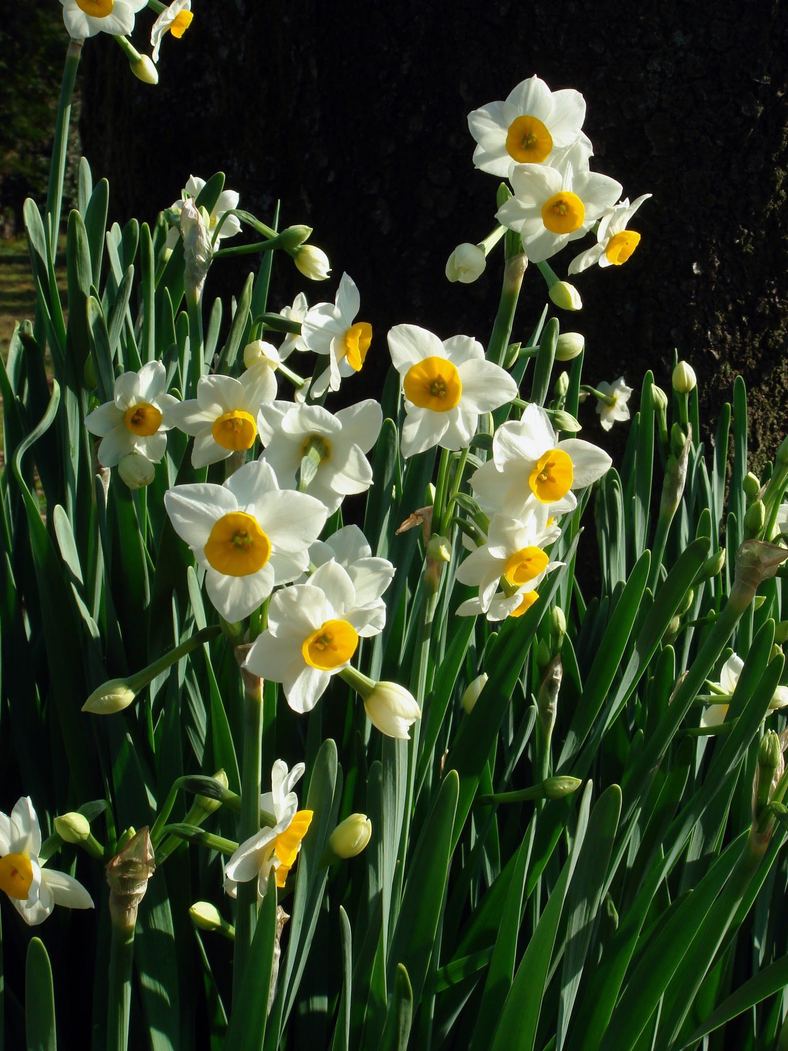 Название цветка нарцисс. Нарцисс тацетта. Нарцисс тацеттовидный. Narcissus Akita. Нарцисс Actaea.