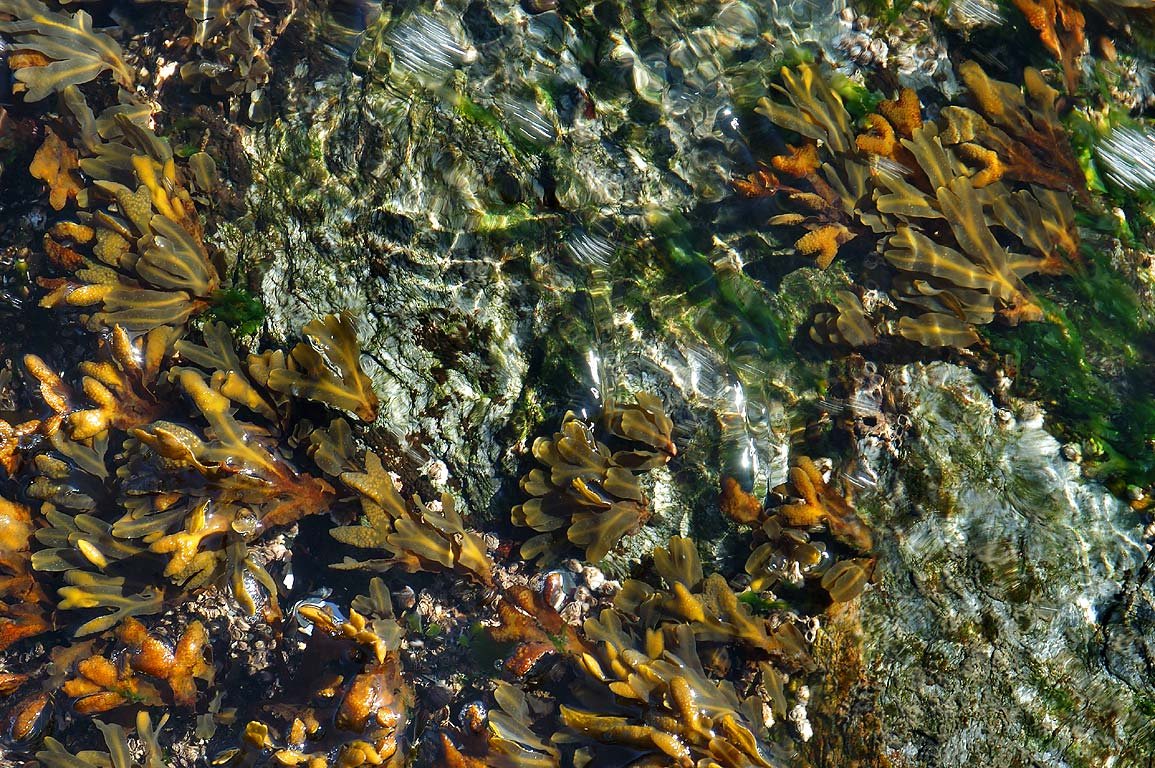 Фукусы морские водоросли