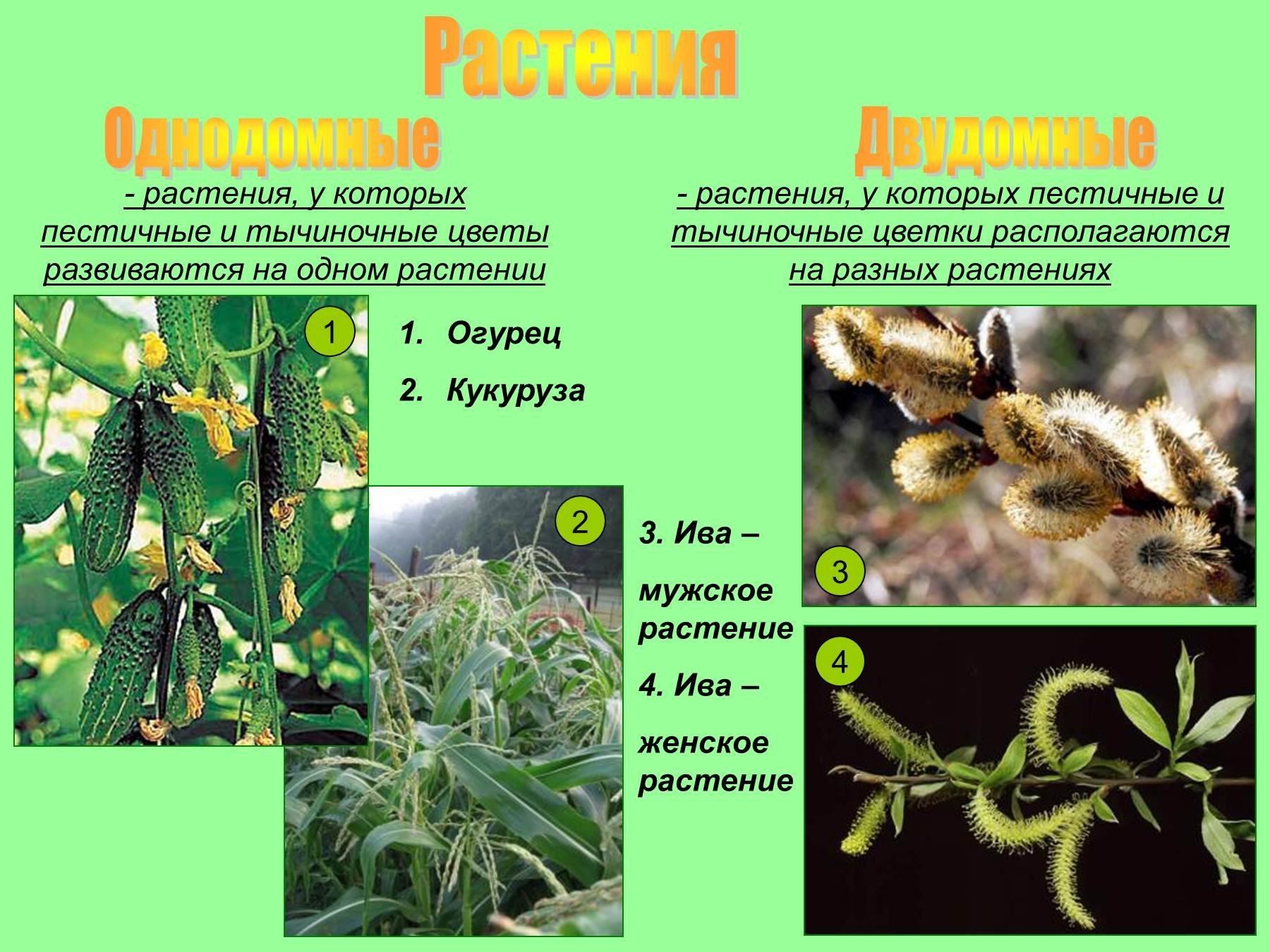 Растительность это в биологии. Однодомные растения это в биологии 6 класс. Однодомные растения 6 класс. Однодомные и двудомные растения. Однодомные растения примеры.