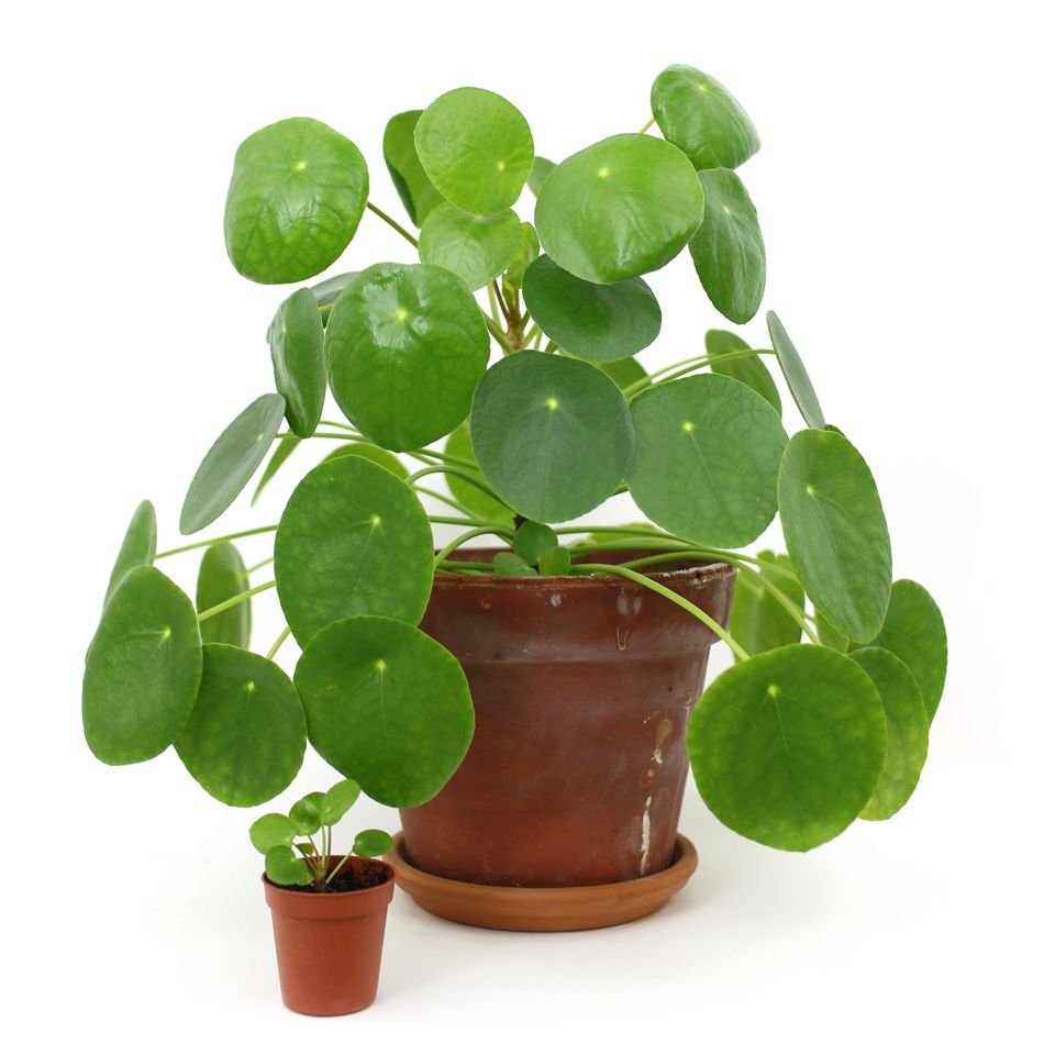 Пилея peperomioides