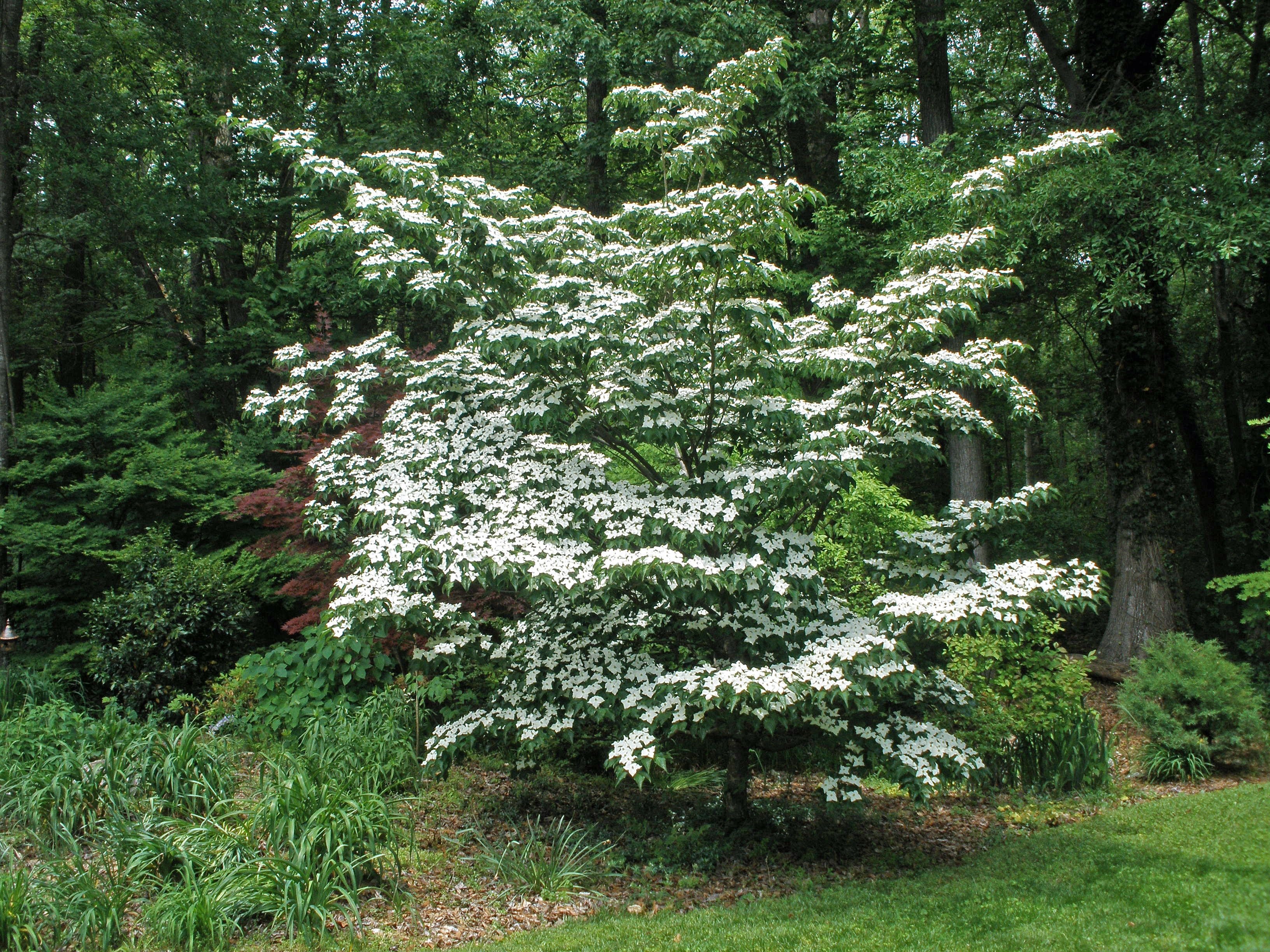 Дерен коуза. Корнус Коуза. Дерен Kousa. Дерен Cornus Kousa. Дерен (Cornus Kousa chinensis).