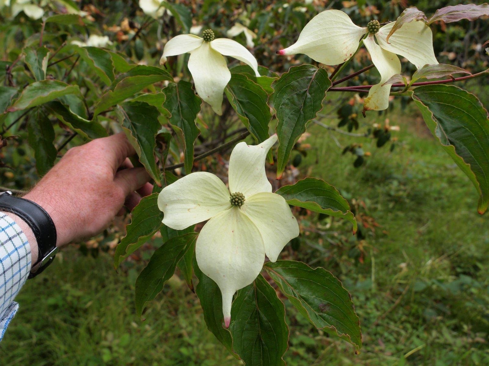 Дерен коуза. Дерен Коуза (Cornus Kousa chinensis p9). Дерен (Cornus Kousa chinensis). Cornus Kousa цветы. Дерен Kousa (сорт 'Satomi').