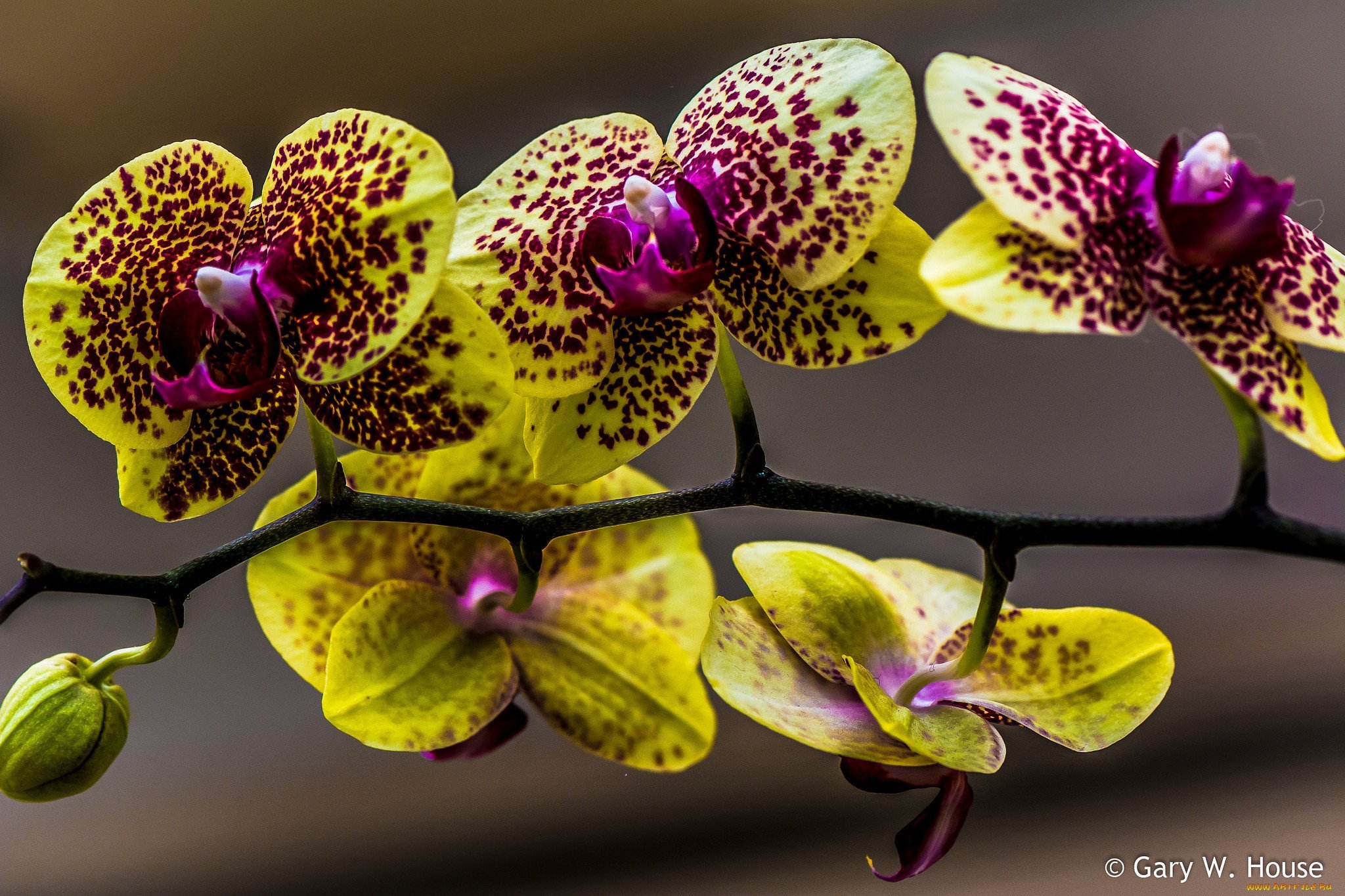 Красно желтая орхидея. Орхидея Phalaenopsis Astrid. Орхидея Ягуар фаленопсис. Тропикана фаленопсис. Фаленопсис Girona.