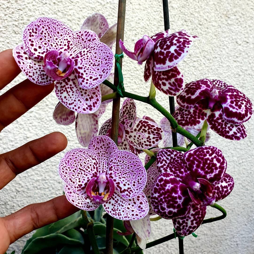 Орхидея Phalaenopsis Wild Cat