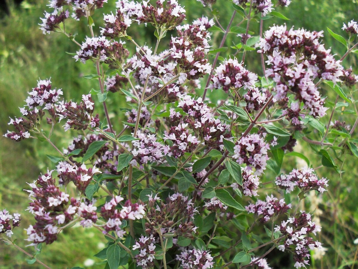 Душица обыкновенная Origanum vulgare сырье