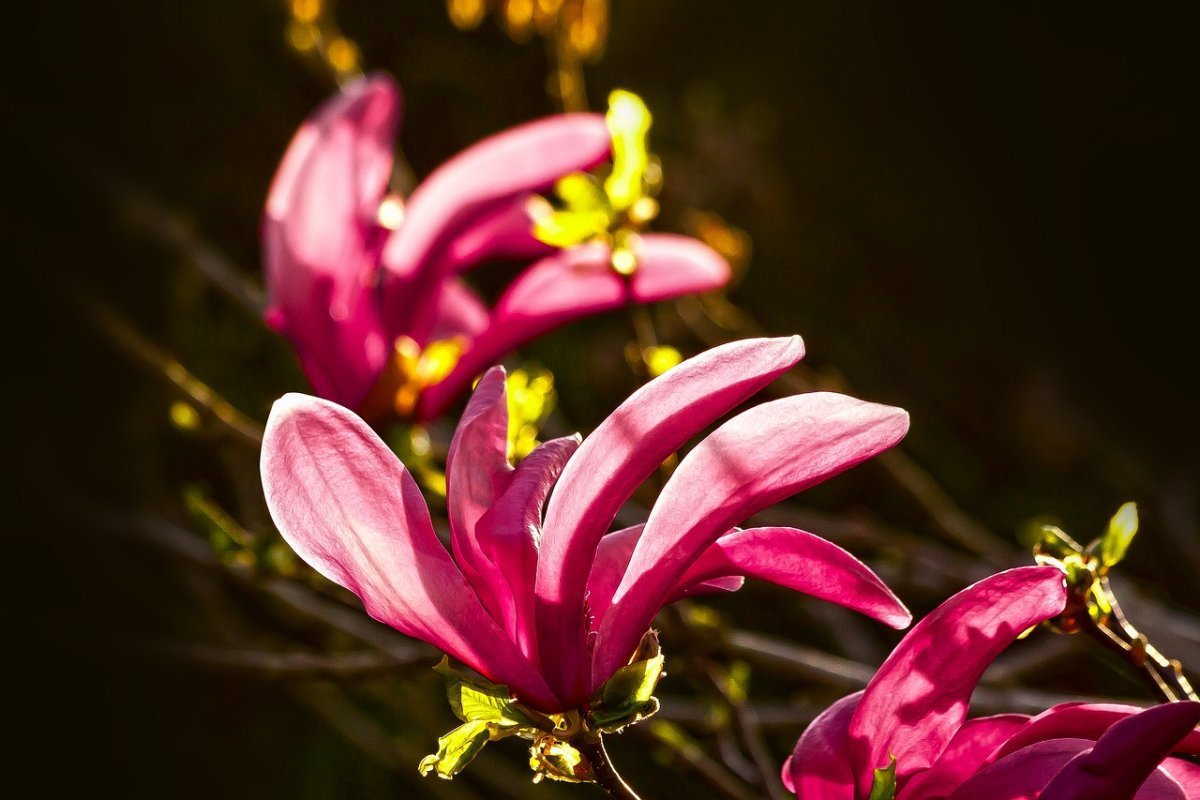 Цветок Магнолия Лилифлора