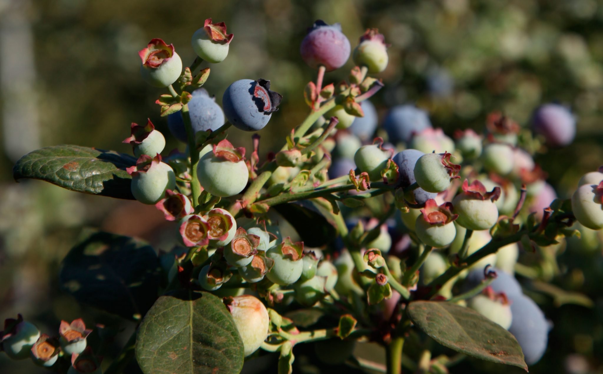 Vaccinium macrocarpon. Голубика обыкновенная цветет. Голубика цветение.