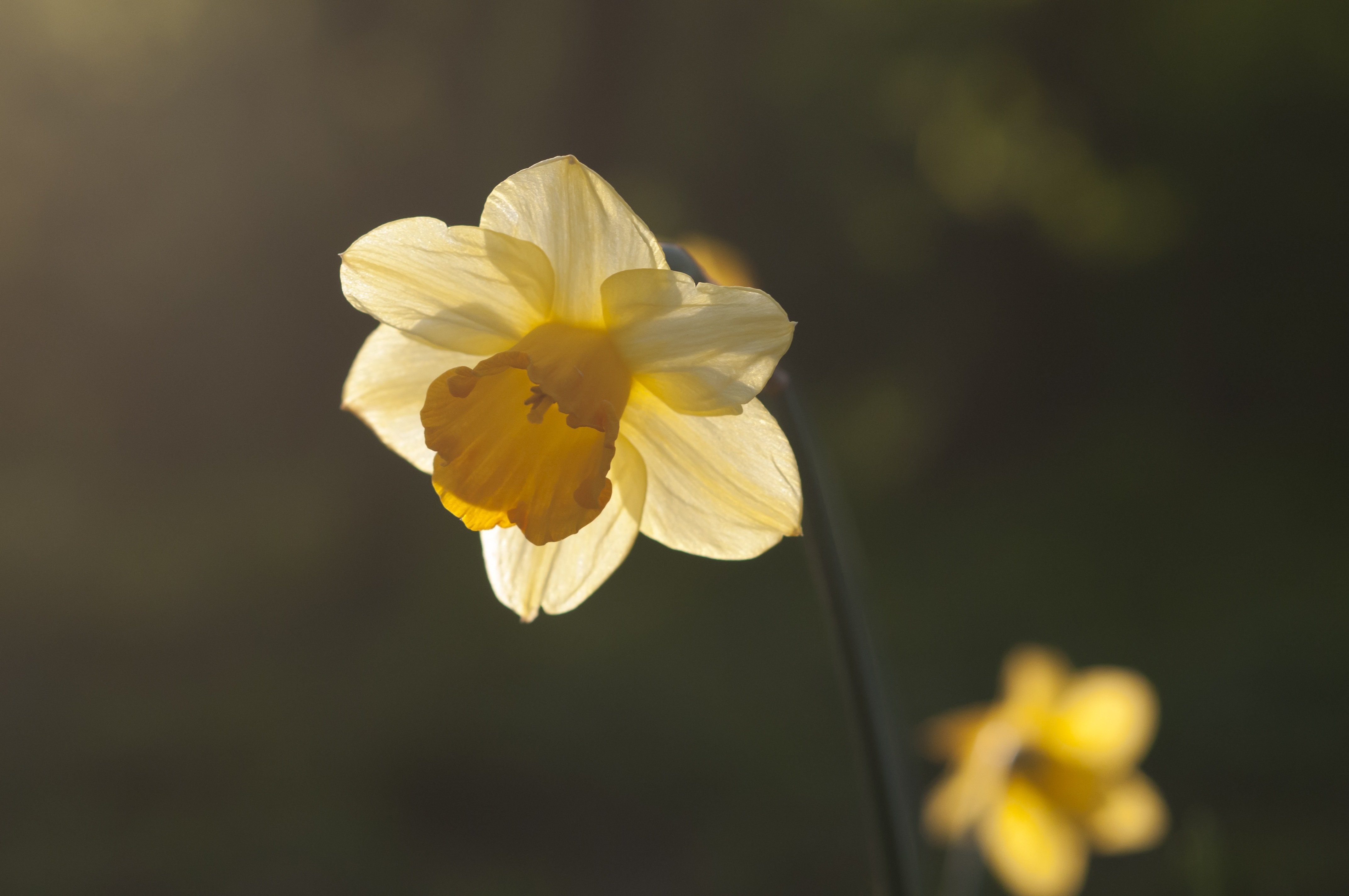 Бутон нарцисса. Солнечный желтый. Нарцисс (Daffodil). Нарцисс Золотая чаша. Нарцисс сорт Золотая чаша. Нарцисс бутон цветок.