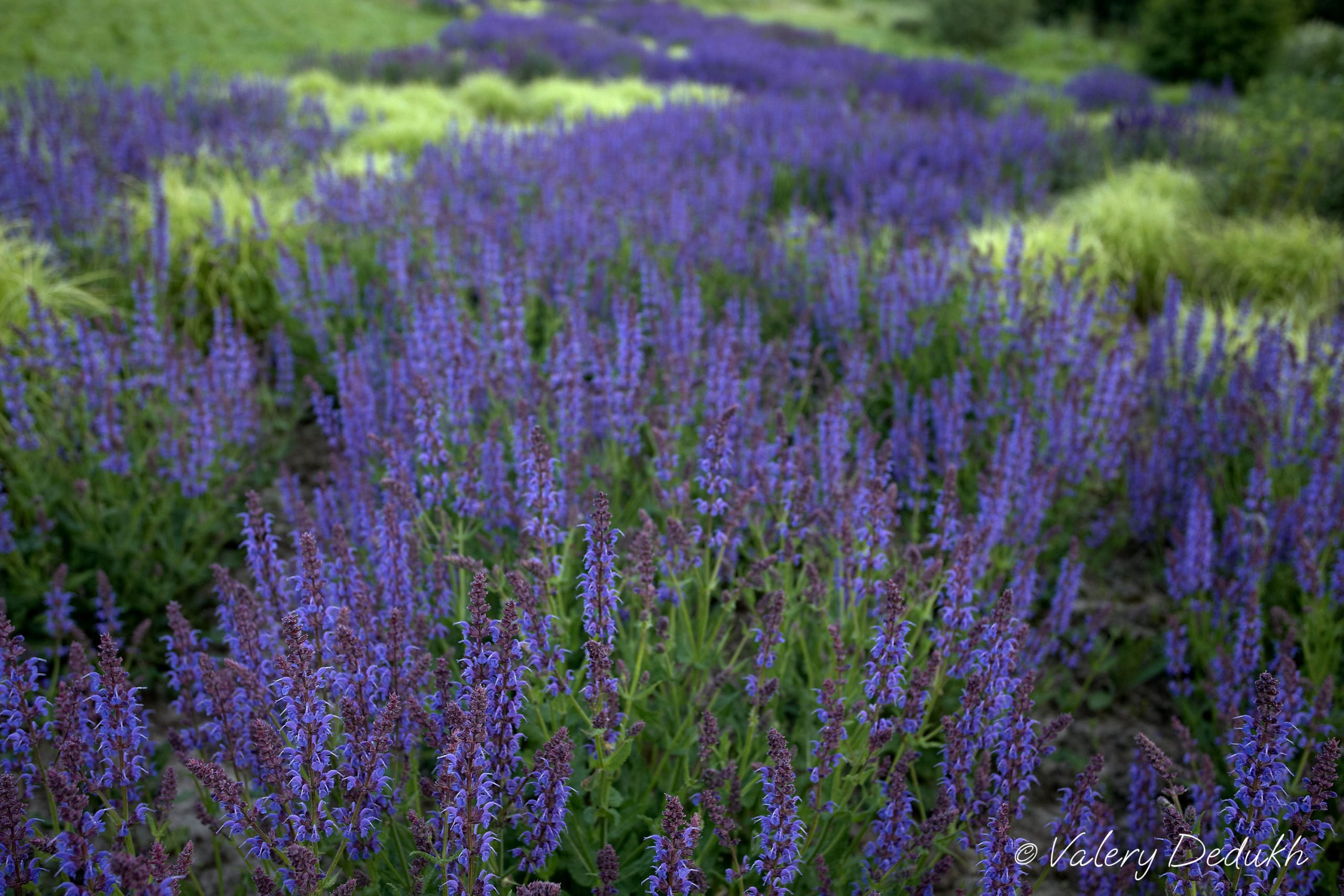 Шалфей Salvia nemorosa Night field