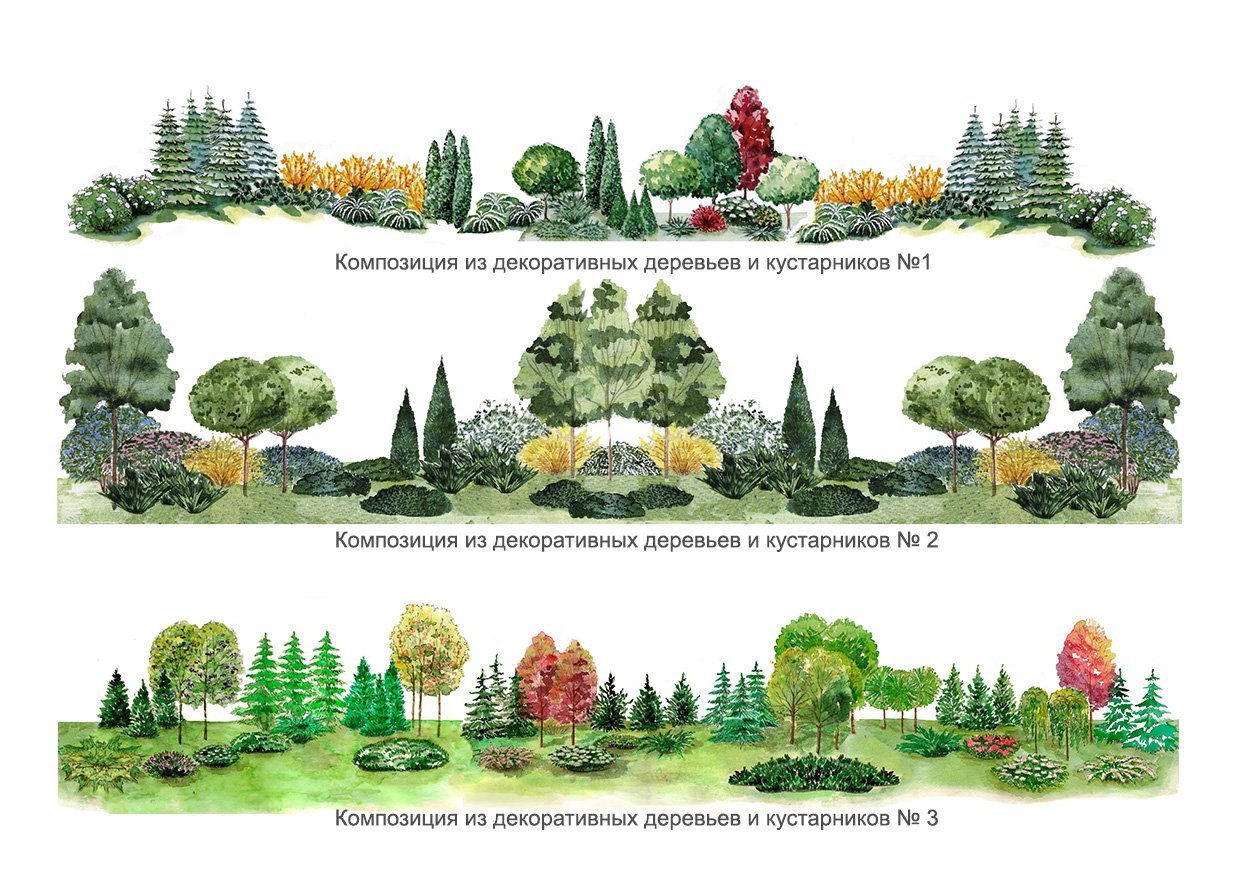 Живая изгородь из разных кустарников схемы