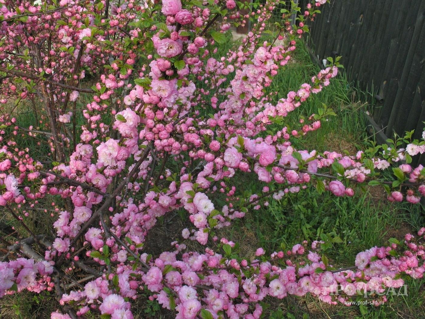 Кустарник цветет розовыми цветами фото