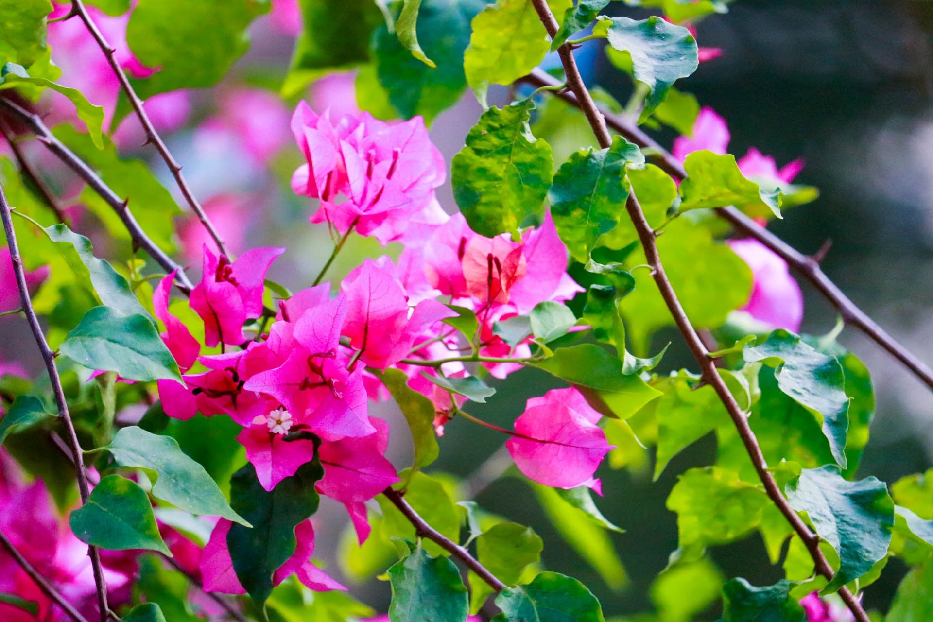 Кустарник цветет розовыми цветами фото