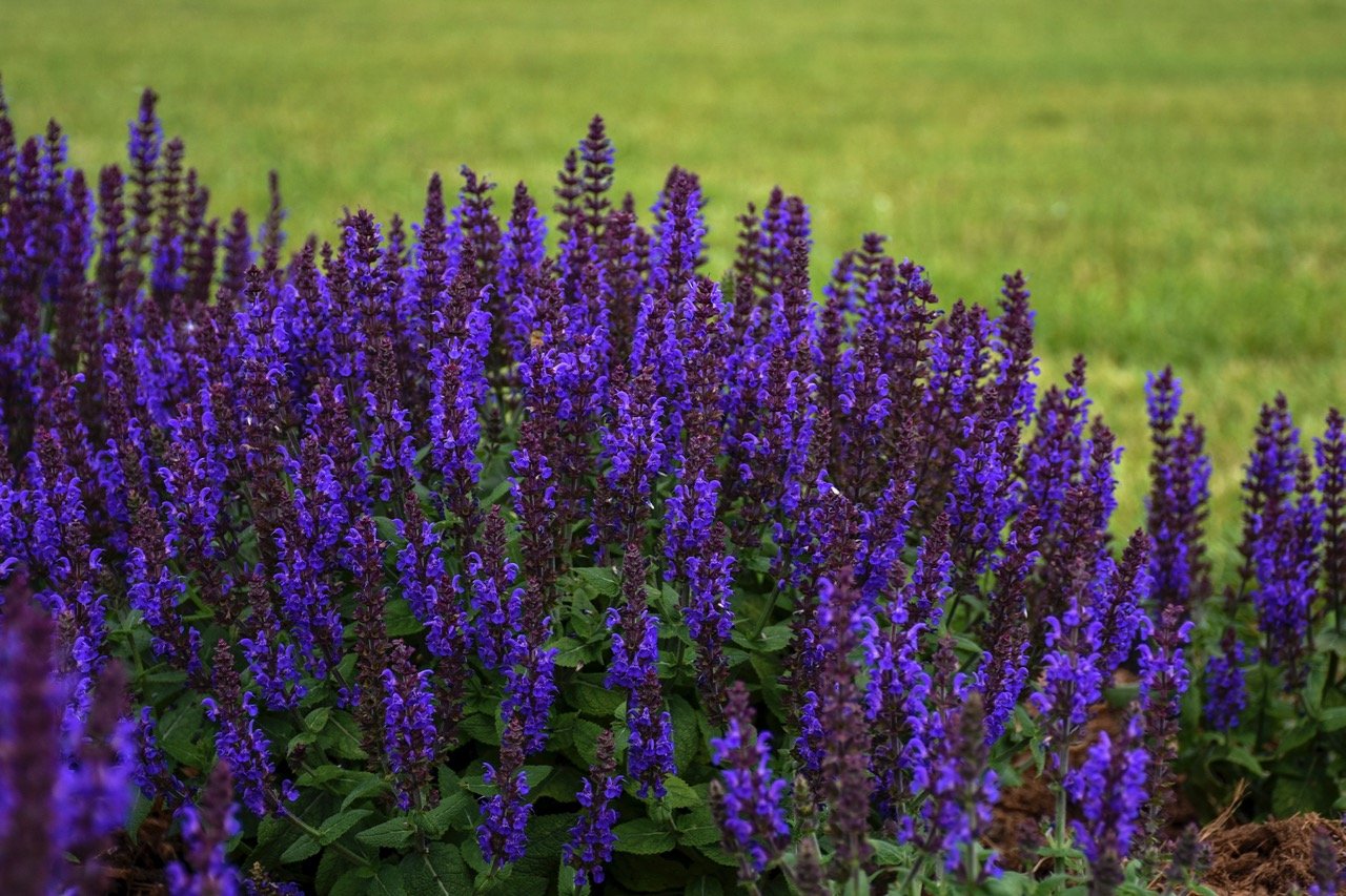 Salvia. Шалфей Дубравный 'Mainacht'. Шалфей Дубравный Mainacht (Майнахт). Сальвия Майнахт. Шалфей Найт Филд.