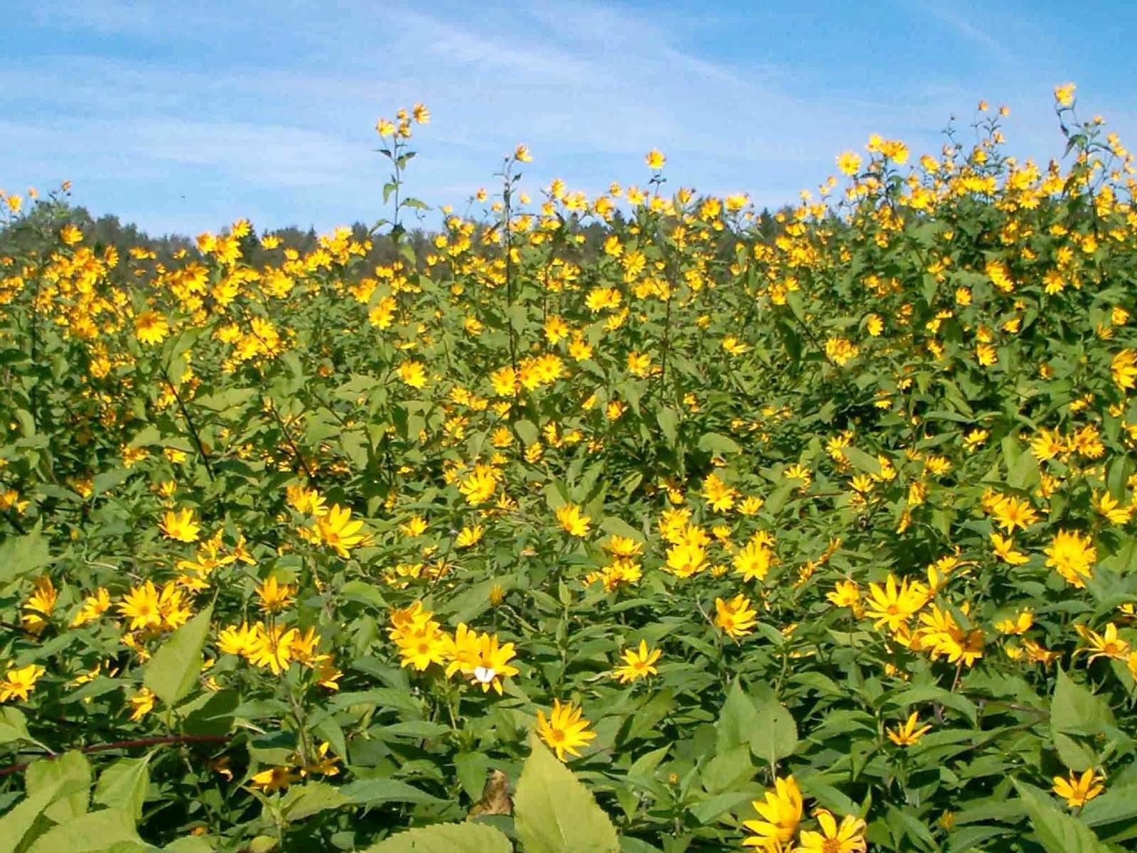 Топинамбур Helianthus tuberosus