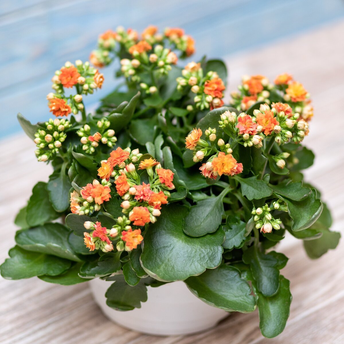 Kalanchoe blossfeldiana