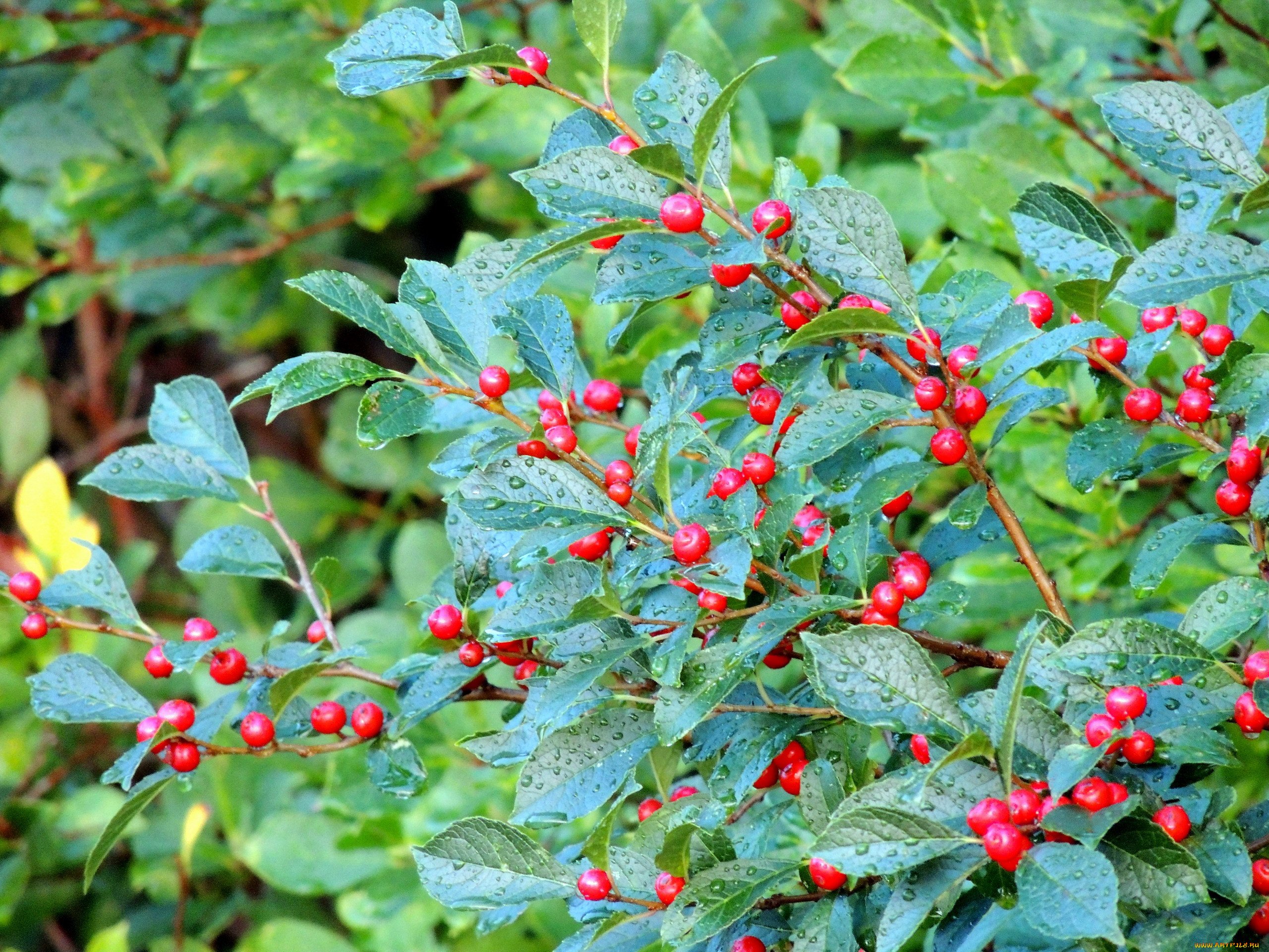 Кизильник Cotoneaster bullatus