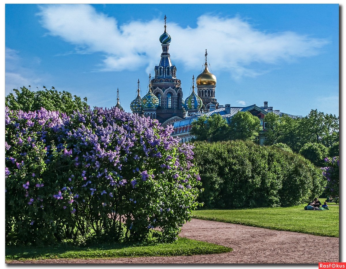 Воробьевы горы монастырь. Марсово поле в Санкт-Петербурге сирень. Сирень на Марсовом поле в Санкт-Петербурге. Марсово поле СПБ сирень. Марсово поле в Санкт-Петербурге цветение сирени.