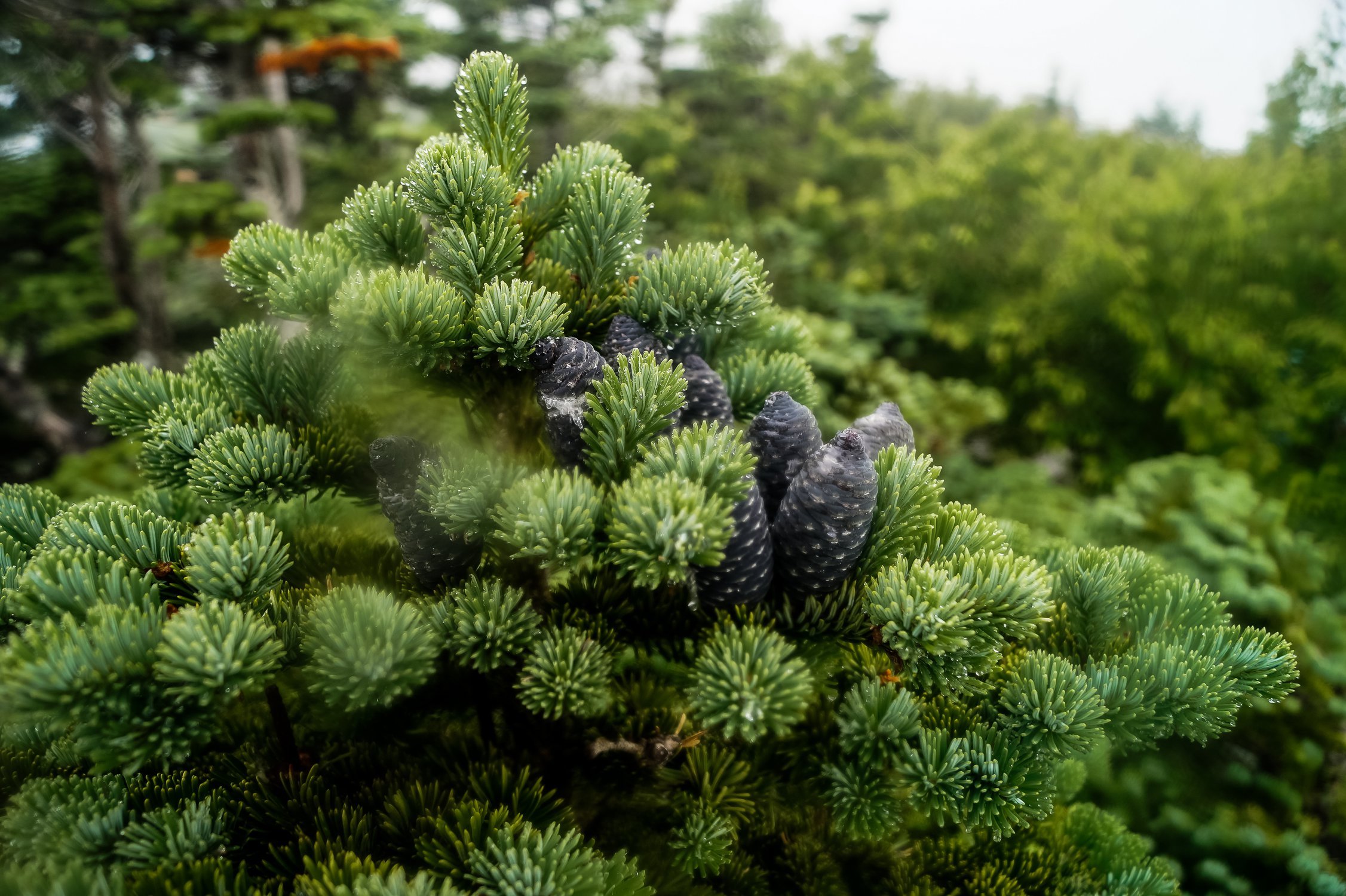 Хвойные растения в тайге. Сосна Кедровый стланик. Кедровый стланик (Pinus pumila). Сибирский стланик Кедровый. Кедровый стланик, кедровник.