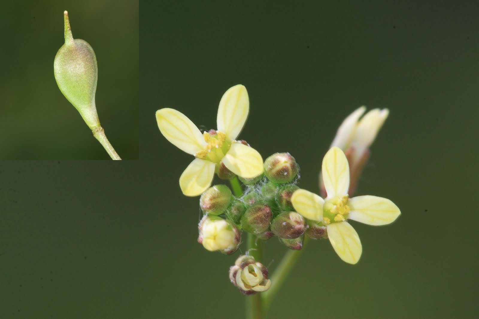 Рыжик масличный. Рыжик масличная культура. Рыжик посевной растение. Camelina microcarpa. Camelina Alyssum.