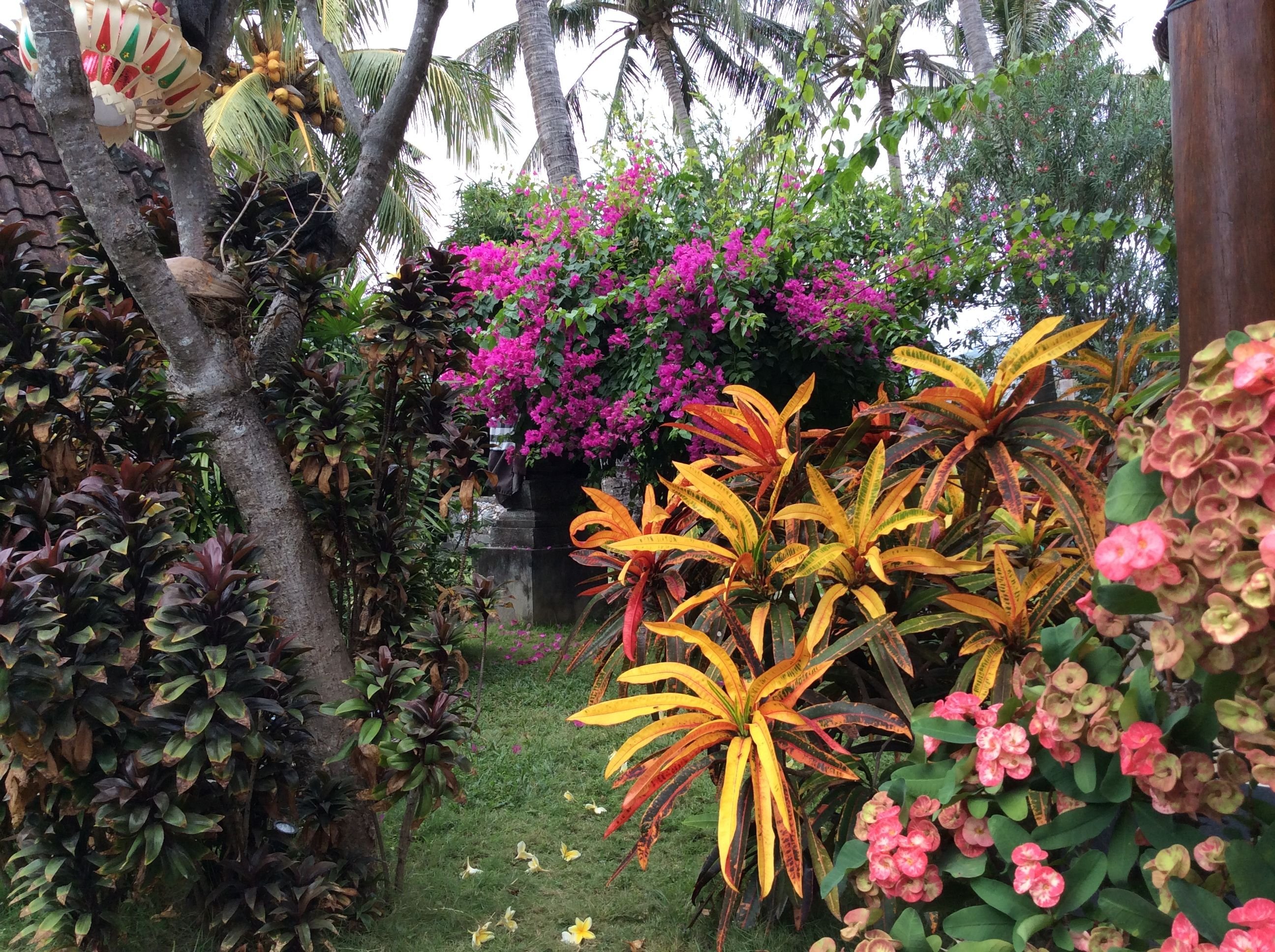 Франжипани Бали. Бали Фловер. Растения Бали. Цветы острова Бали. Цветы на бали