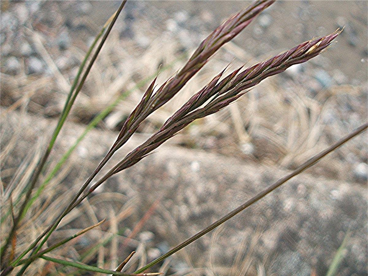 Овсяница красная фото и описание. Овсяница Луговая (Festuca rubra. Festuca rubra rubra (овсяница красная красная). Овсяница Луговая (Festuca pratensis). Овсяница красная (Festuca rubra).