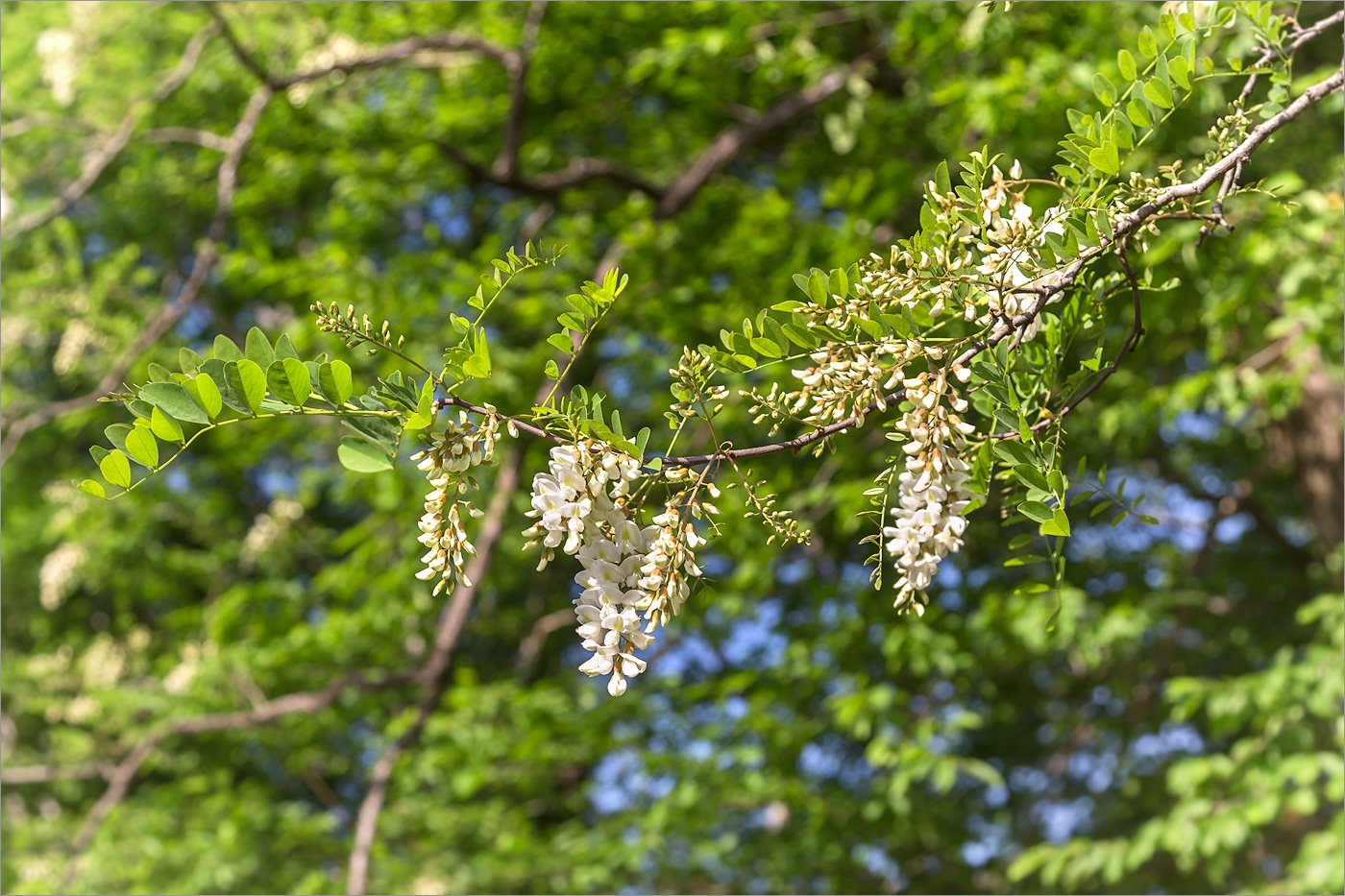 Крымская Акация белая