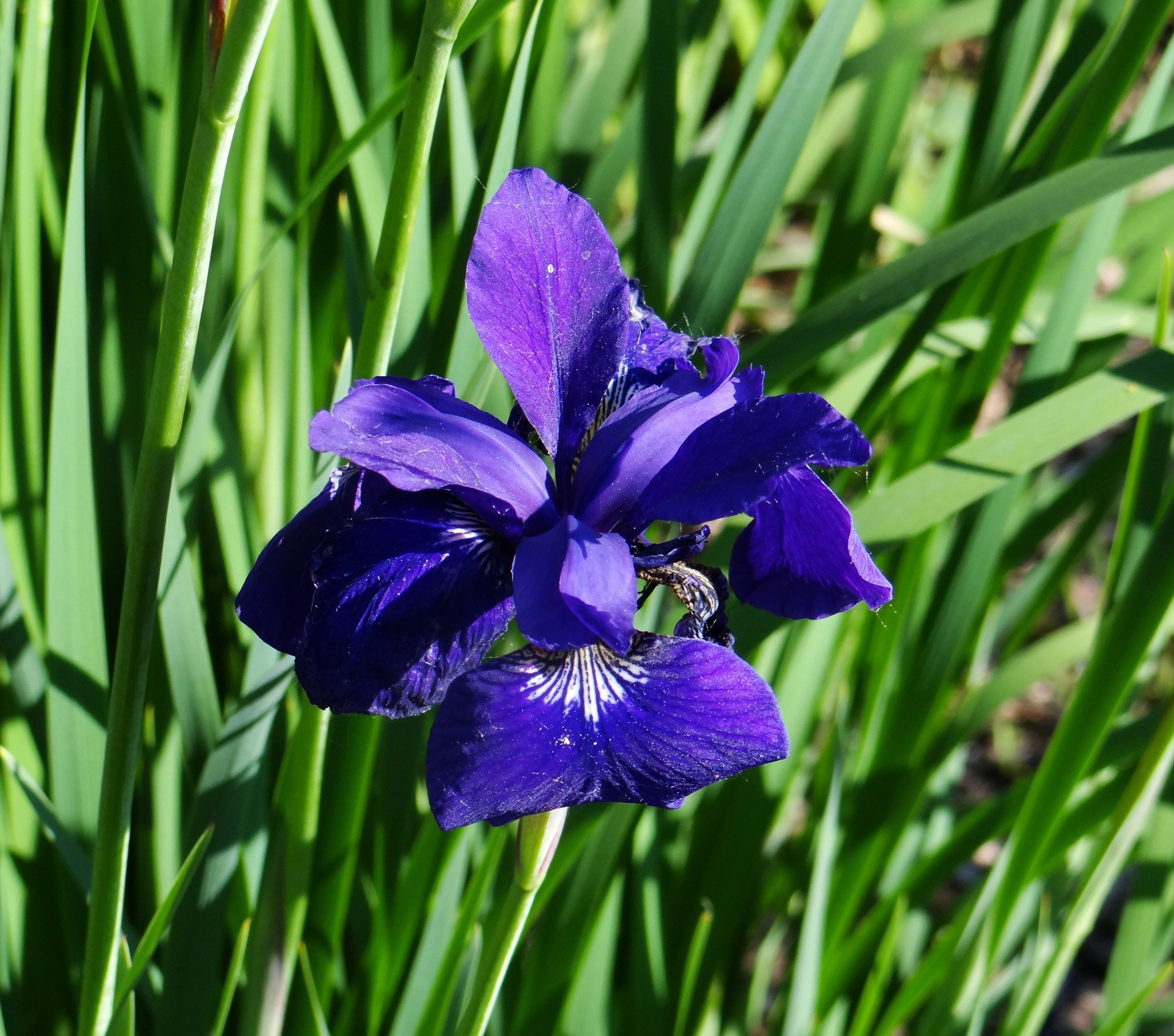 Ирисы цветы синие. Ирис фиолетовый тонколистный. Ирис Касатик. Касатик (Ирис) тонколистный. Ирис Касатик синий.