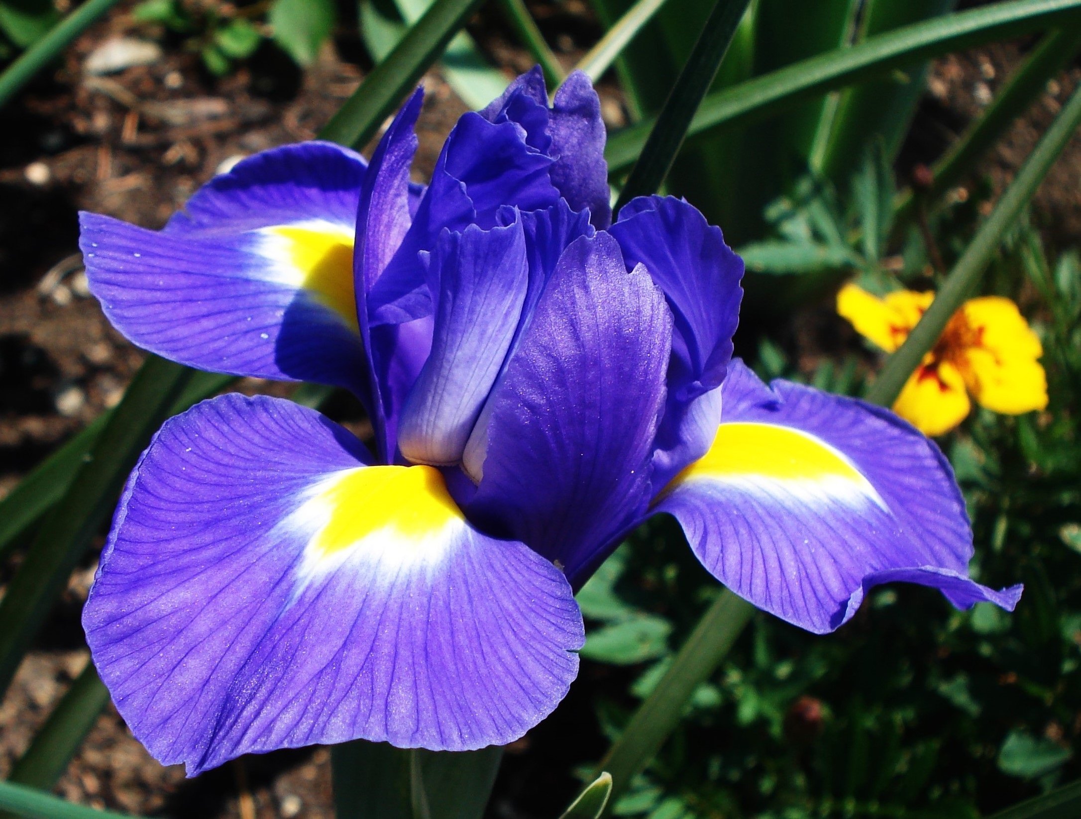 Каким цветом ирис цветок. Ирис голубой Касатик. Ирис фиолетовый обыкновенный. Ирис Касатик синий. Ирис обыкновенный синий.